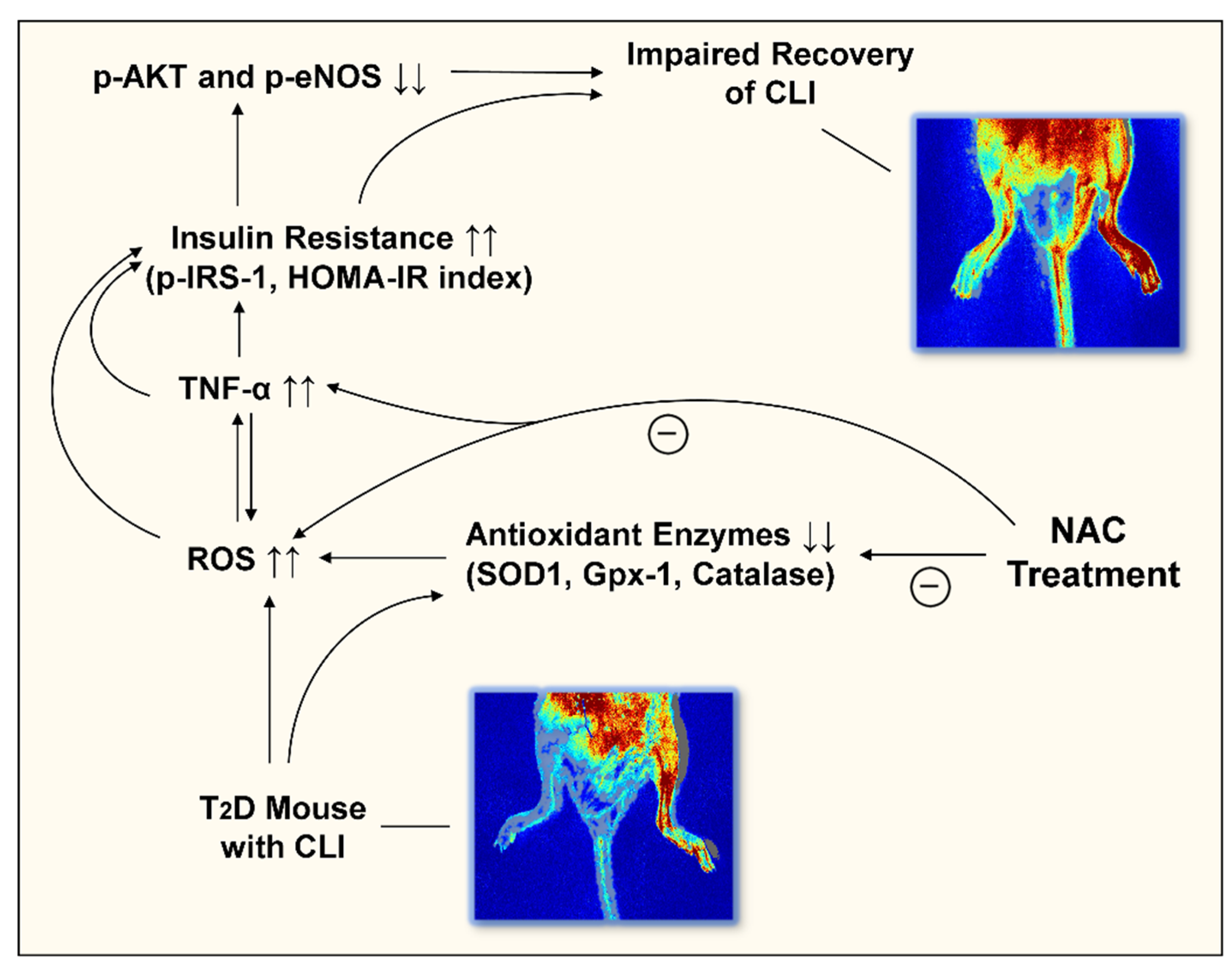Antioxidants 11 01097 g008