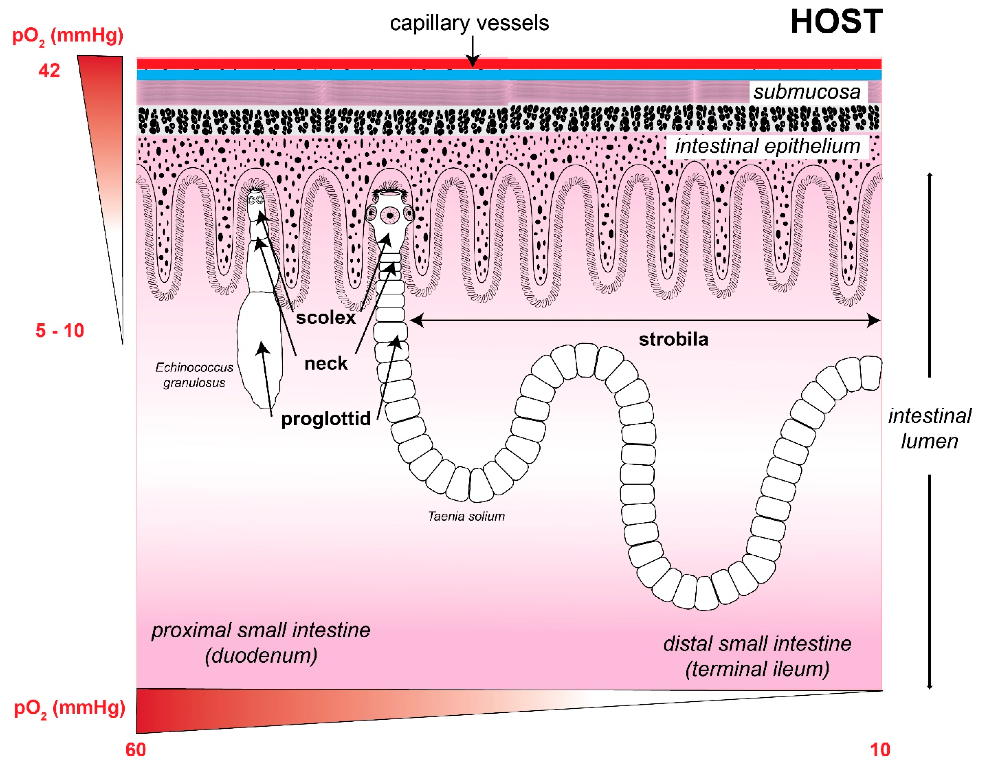 Antioxidants 11 01102 g002