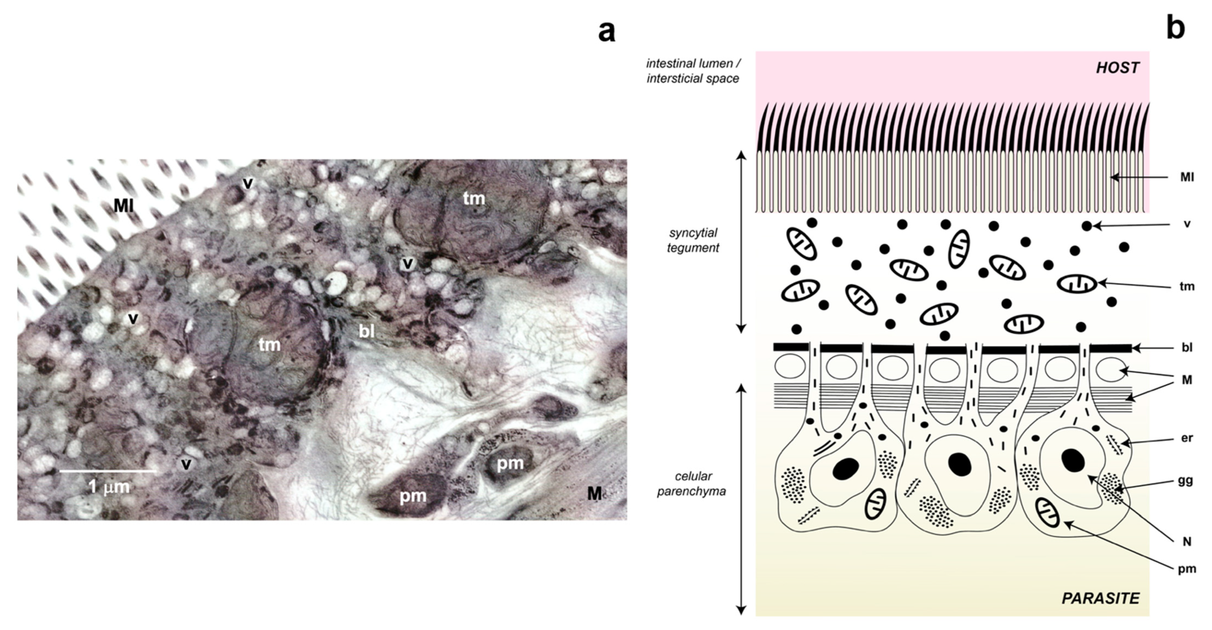 Antioxidants 11 01102 g003