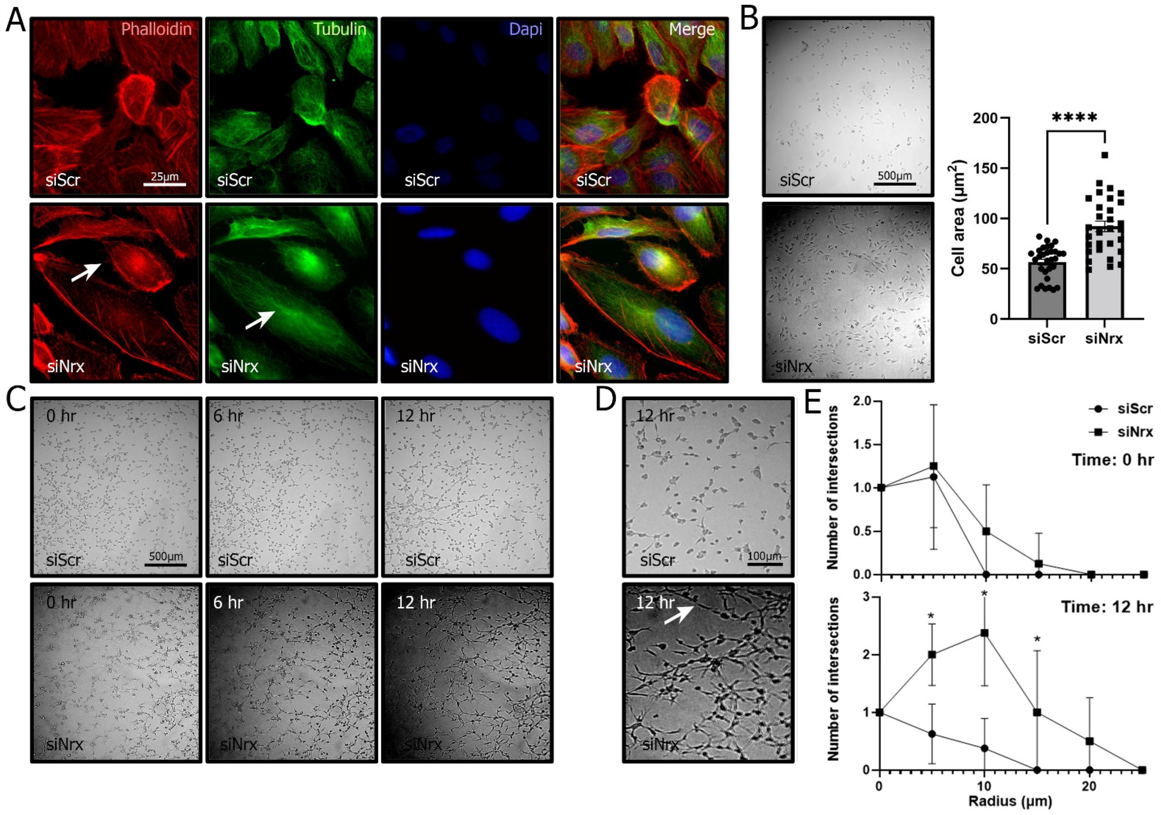 Antioxidants 11 01106 g004