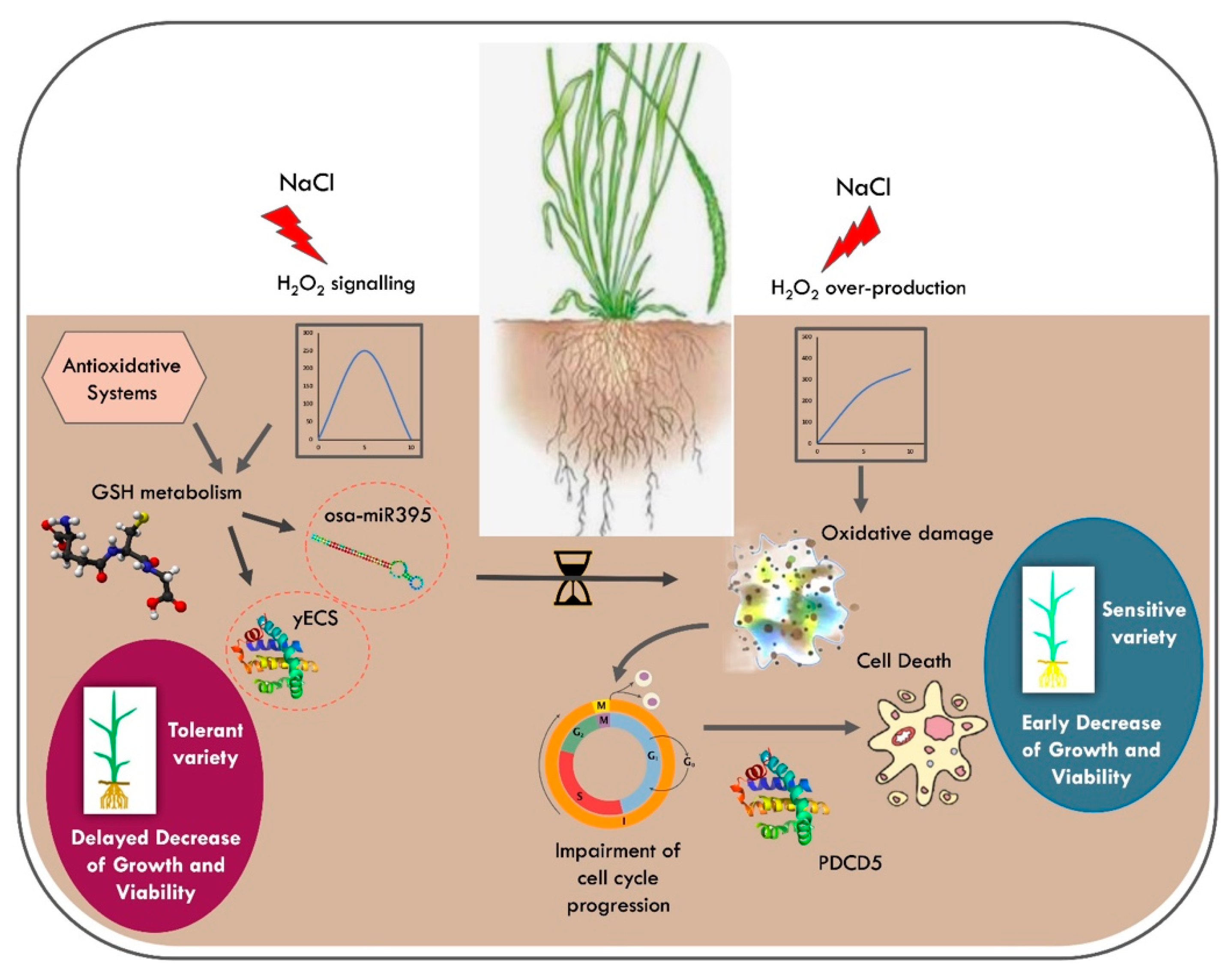 Antioxidants 11 01114 g009
