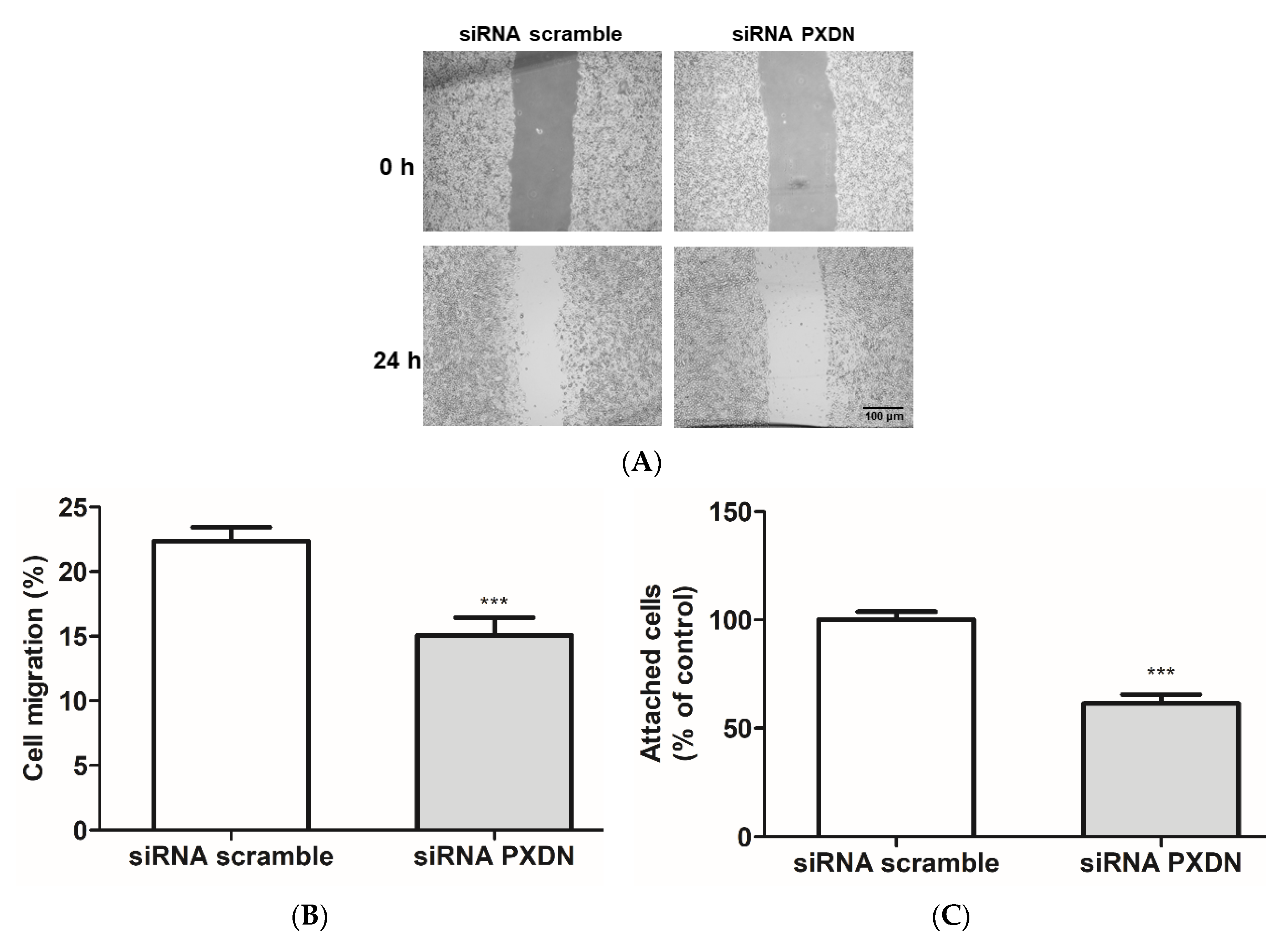Antioxidants 11 01117 g007