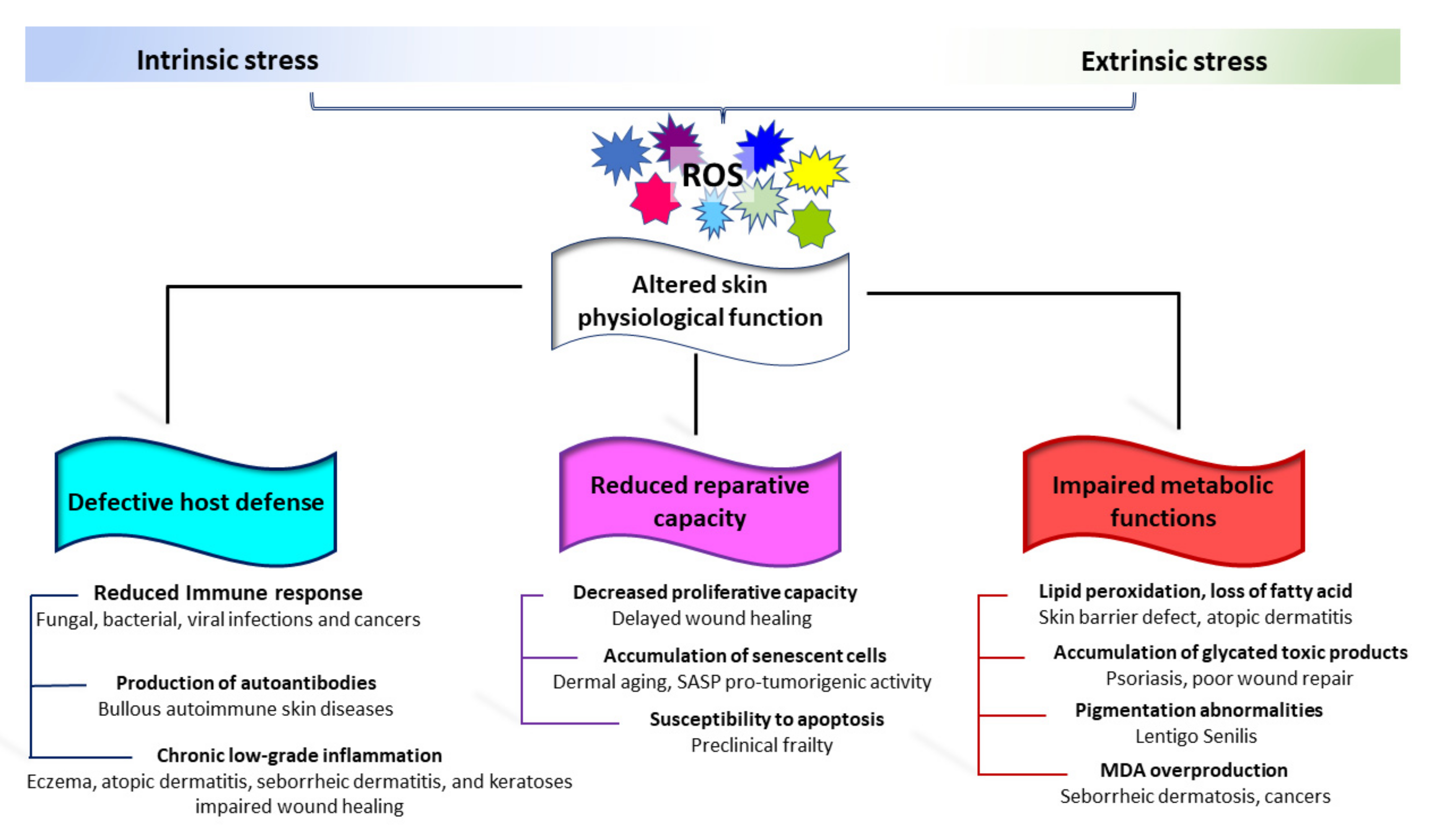 Antioxidants 11 01121 g004 Antioxidants 11 01121 g004