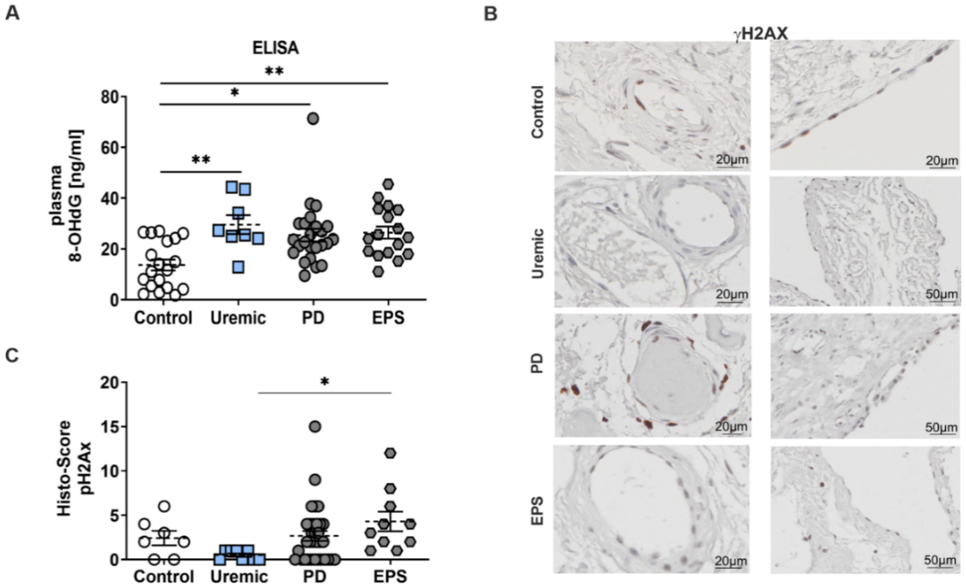 Antioxidants 11 01124 g003