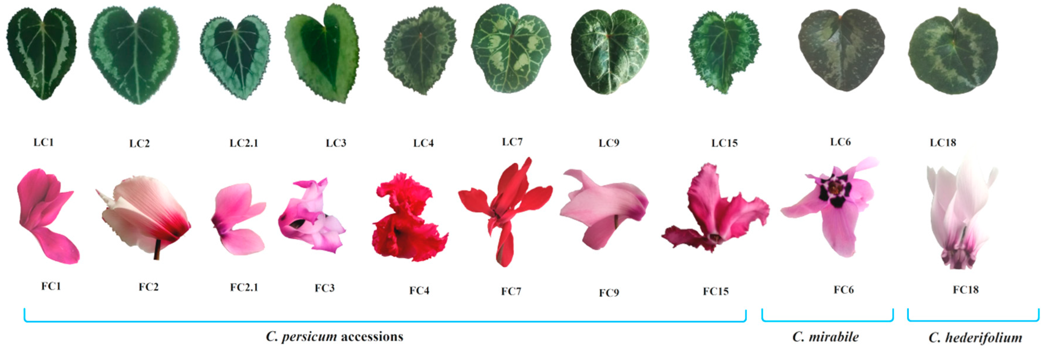 Antioxidants 11 01126 g001