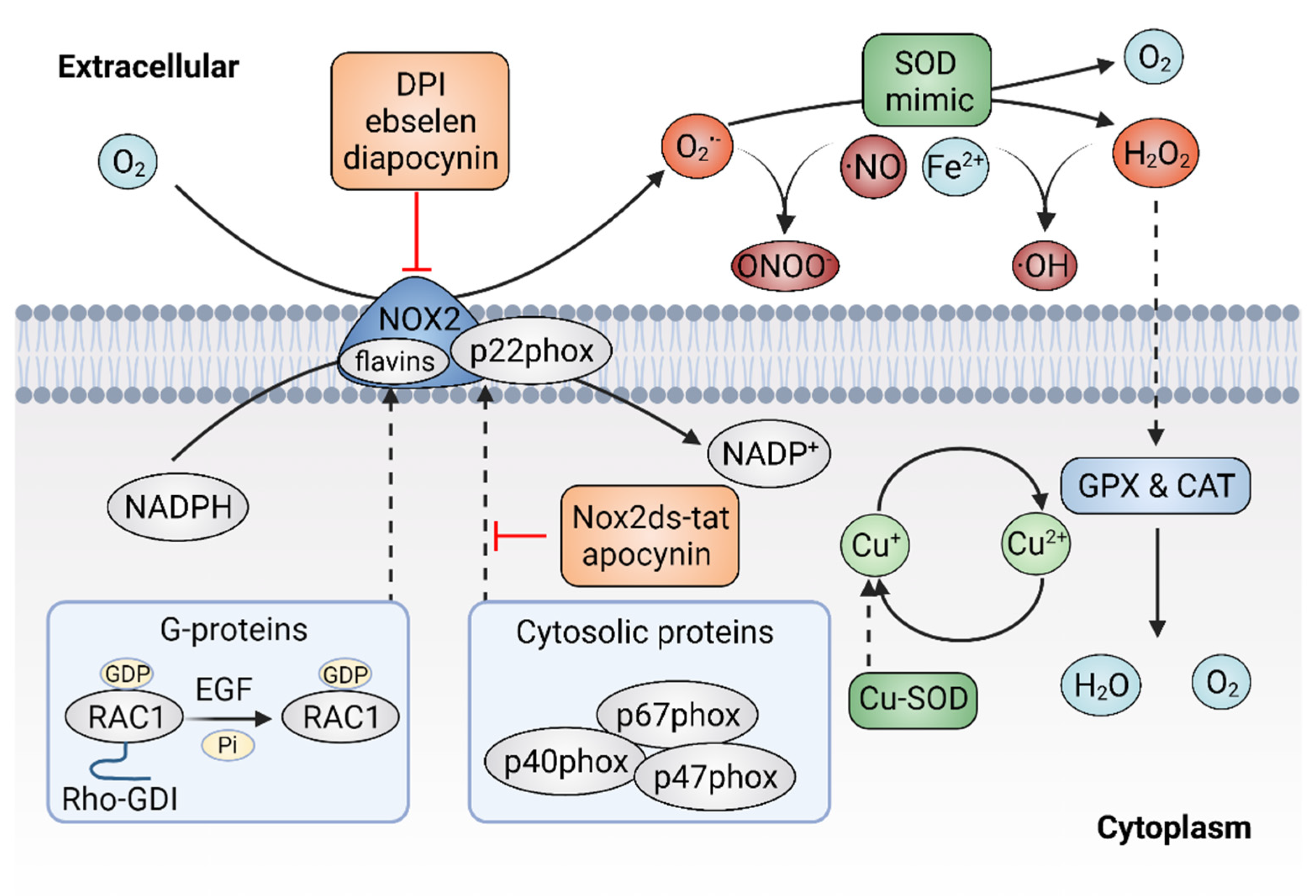 Antioxidants 11 01128 g004
