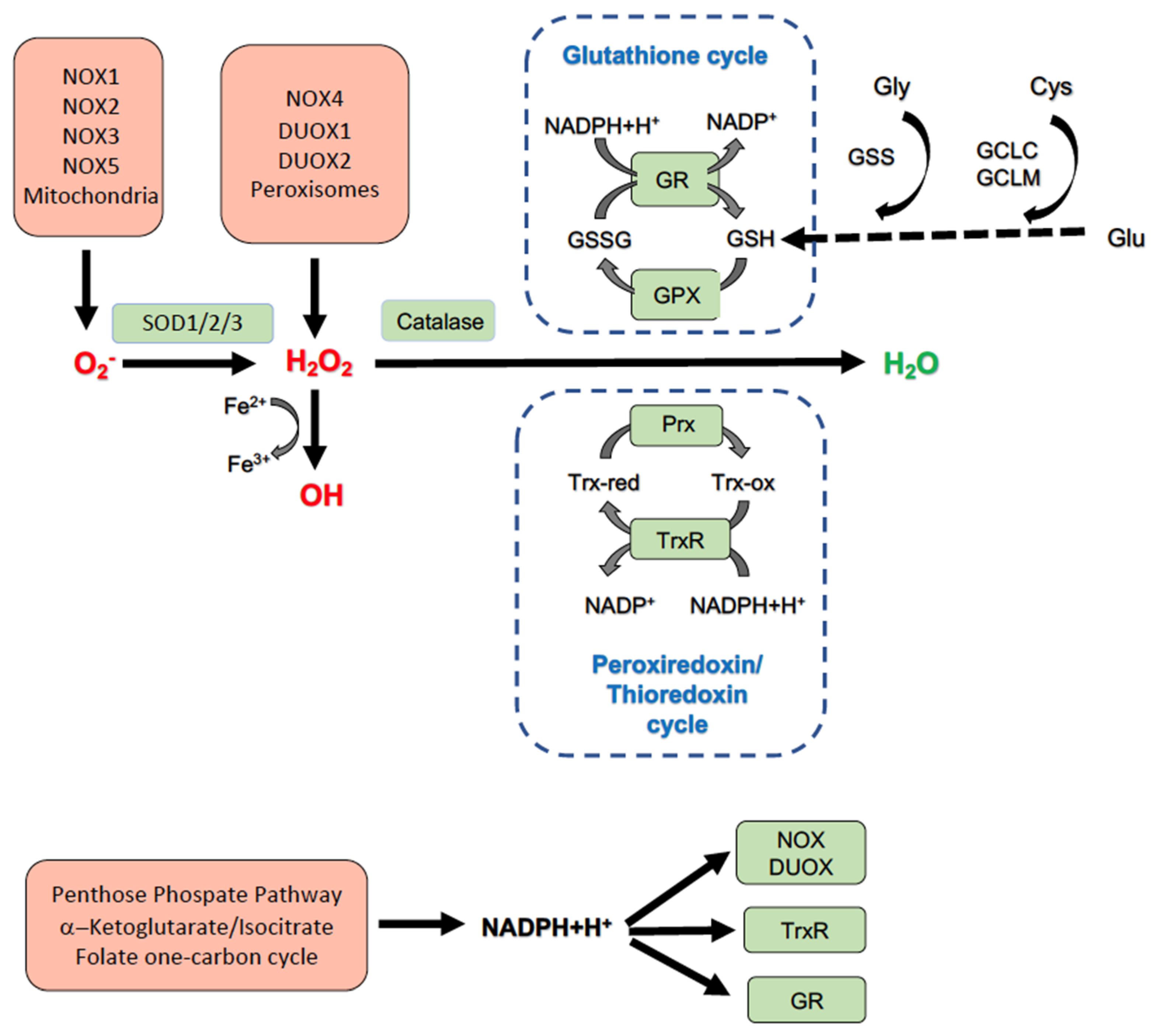 Antioxidants 11 01131 g001