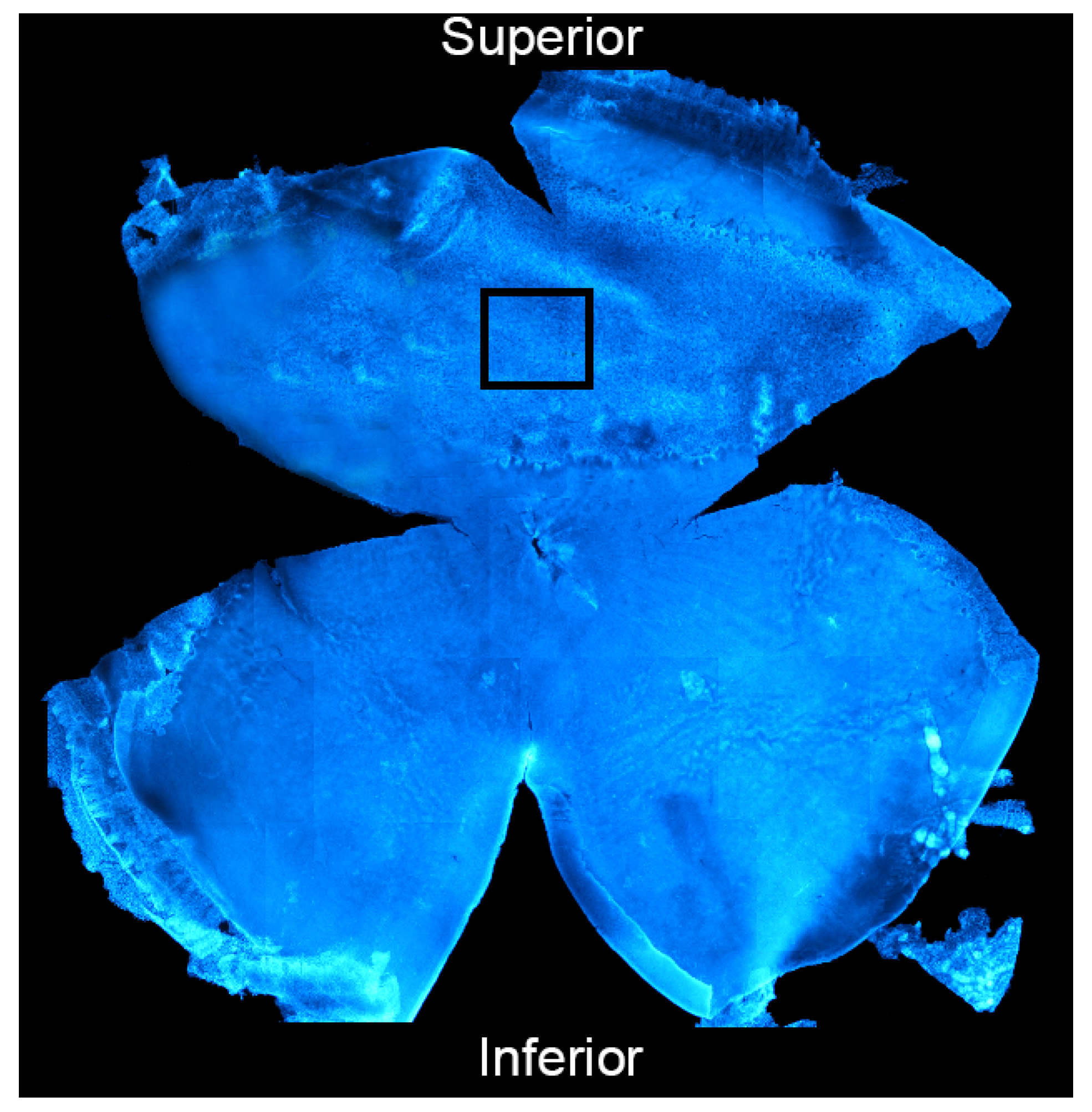 Antioxidants 11 01133 g002