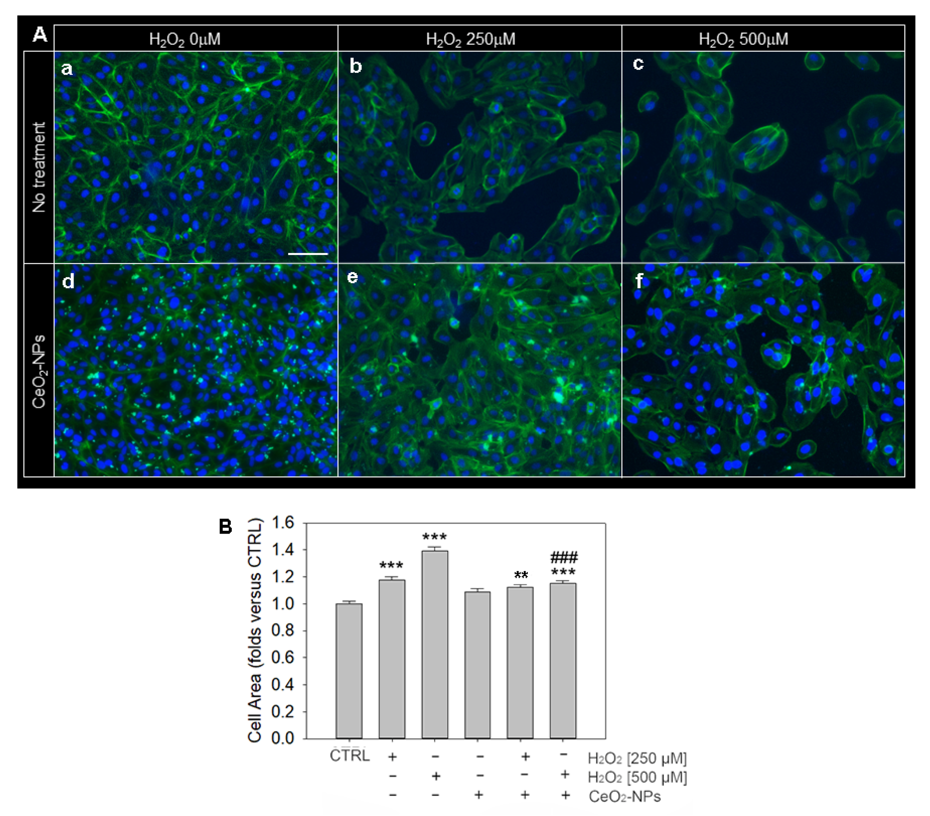 Antioxidants 11 01133 g006