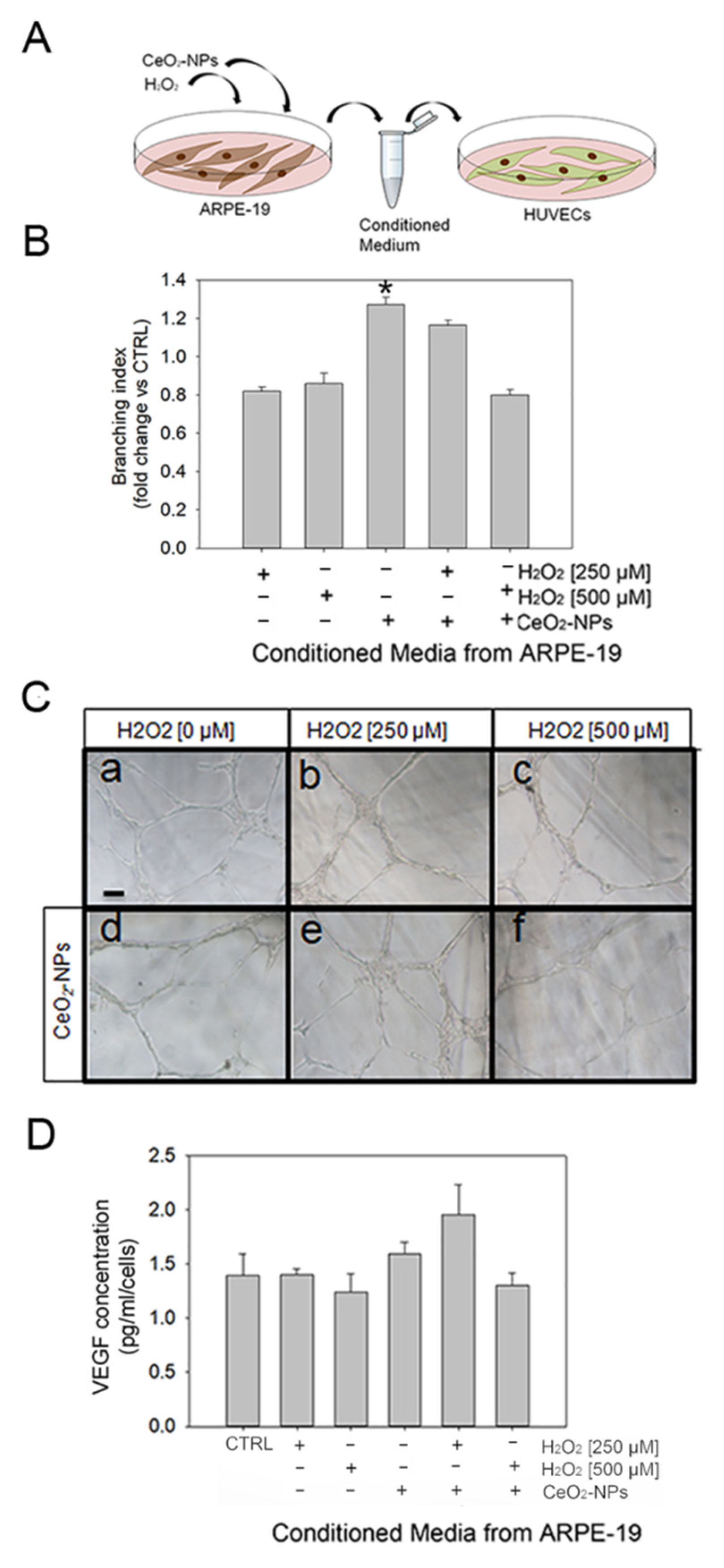 Antioxidants 11 01133 g007