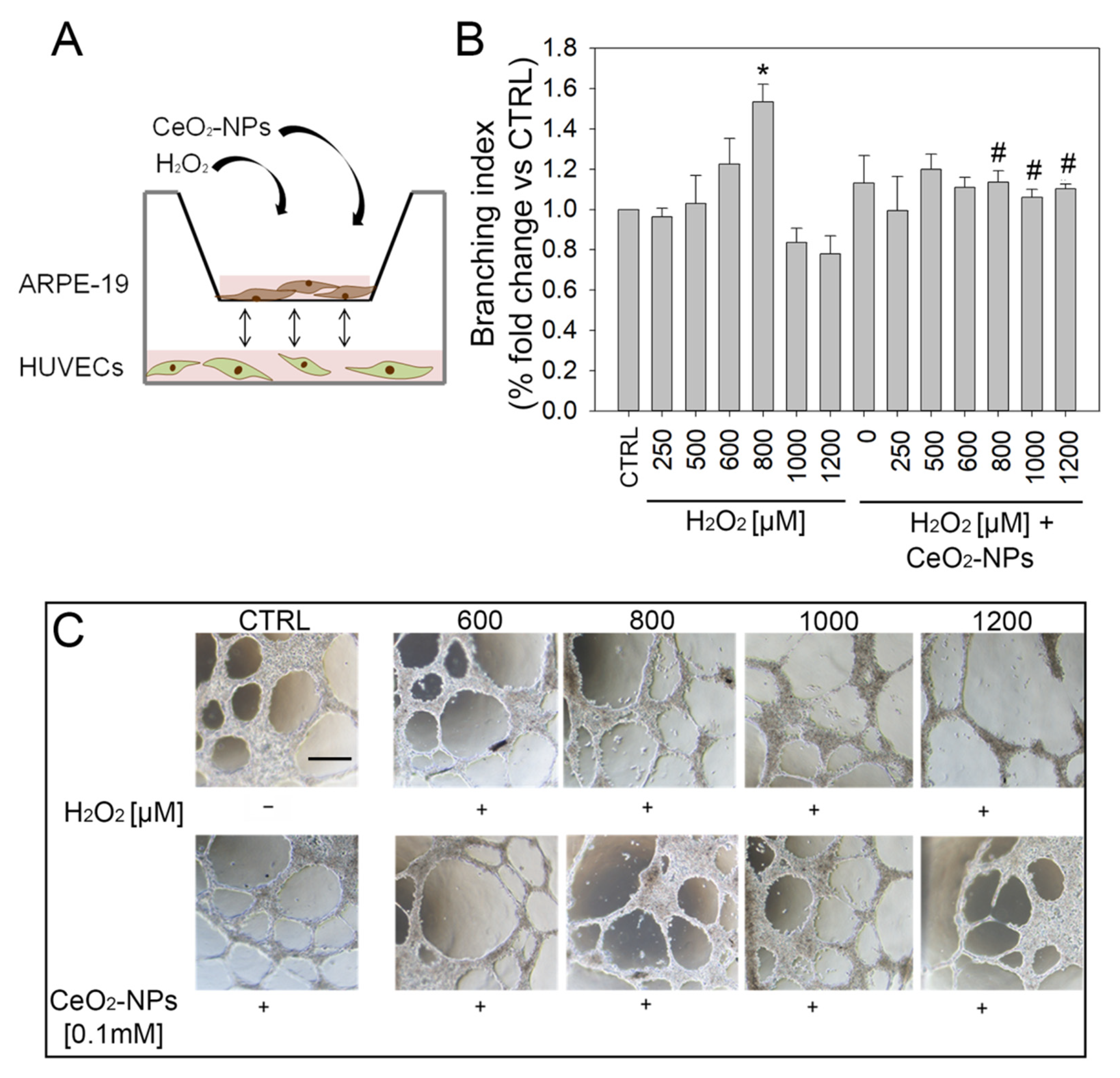 Antioxidants 11 01133 g008