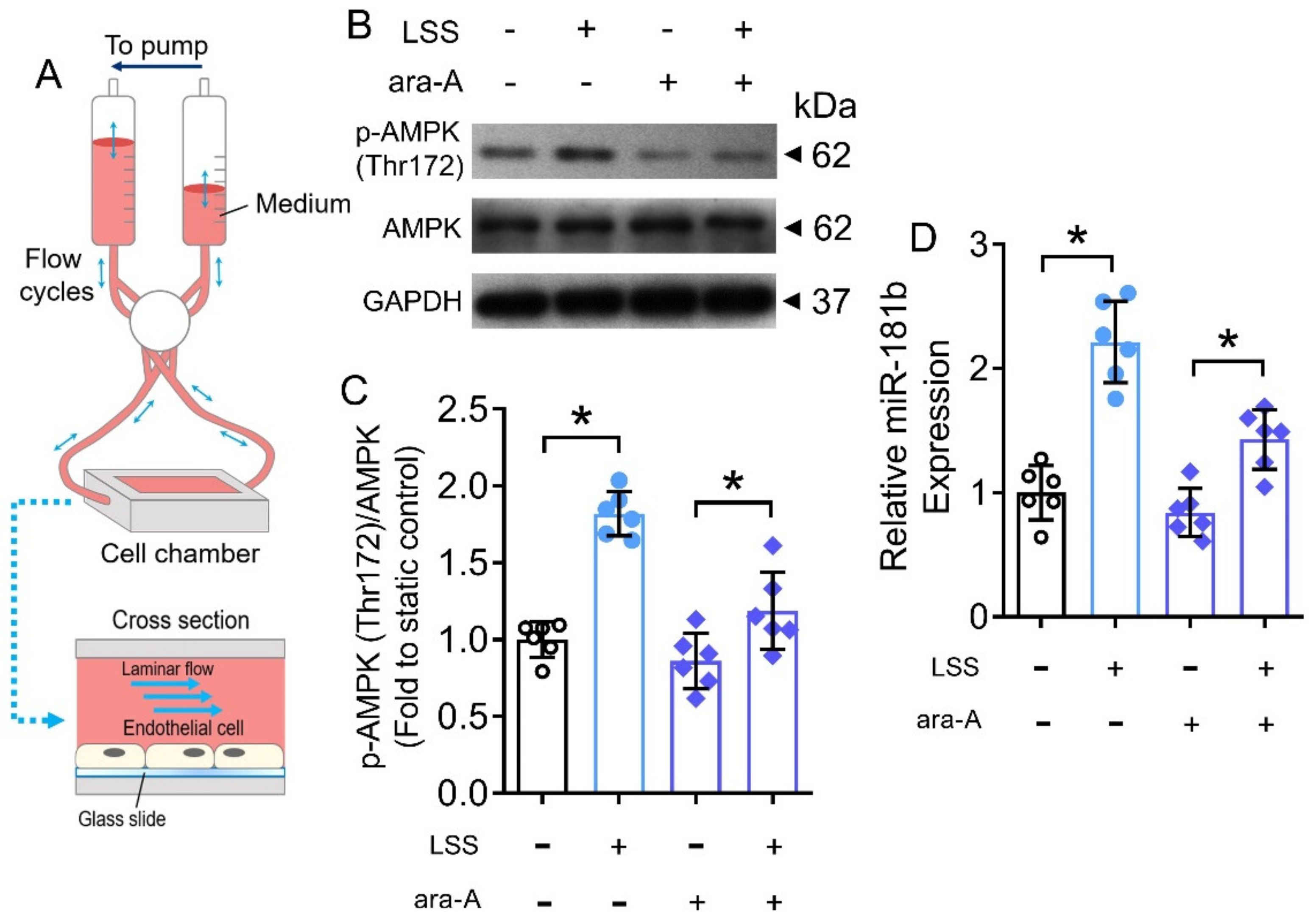 Antioxidants 11 01137 g007