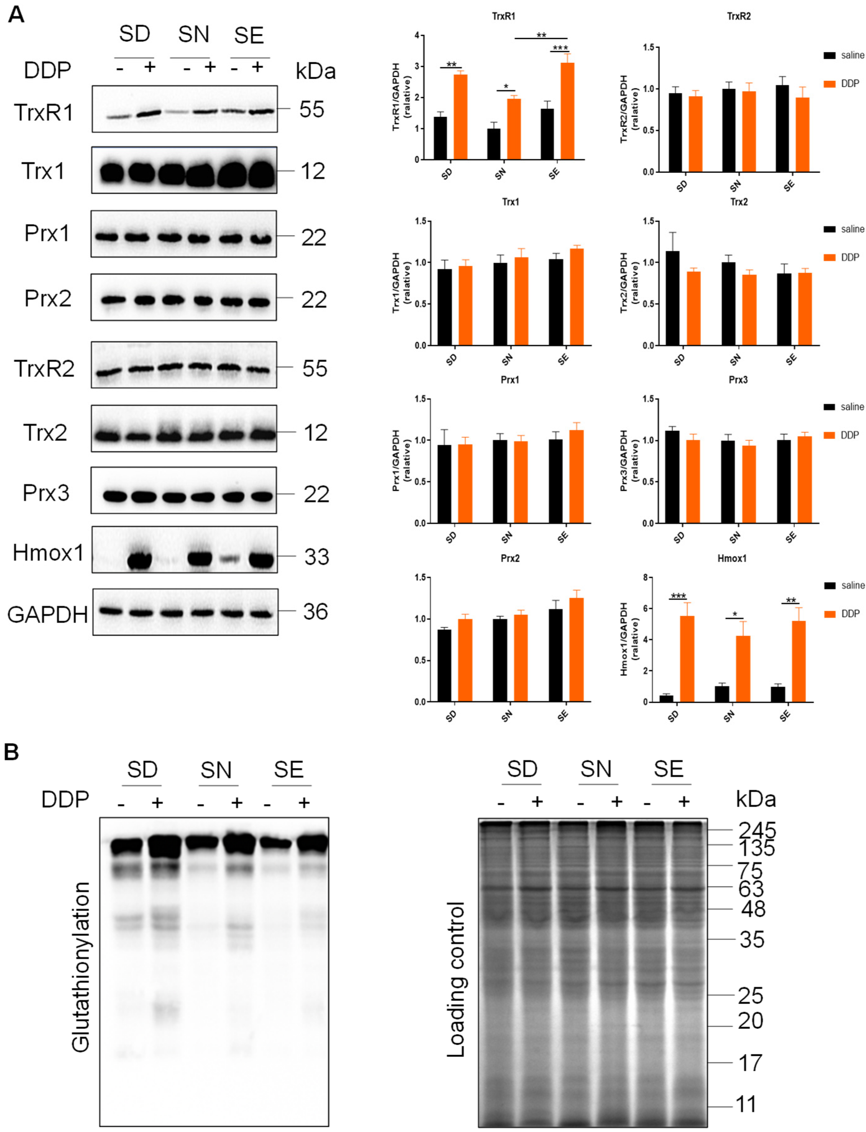 Antioxidants 11 01141 g006