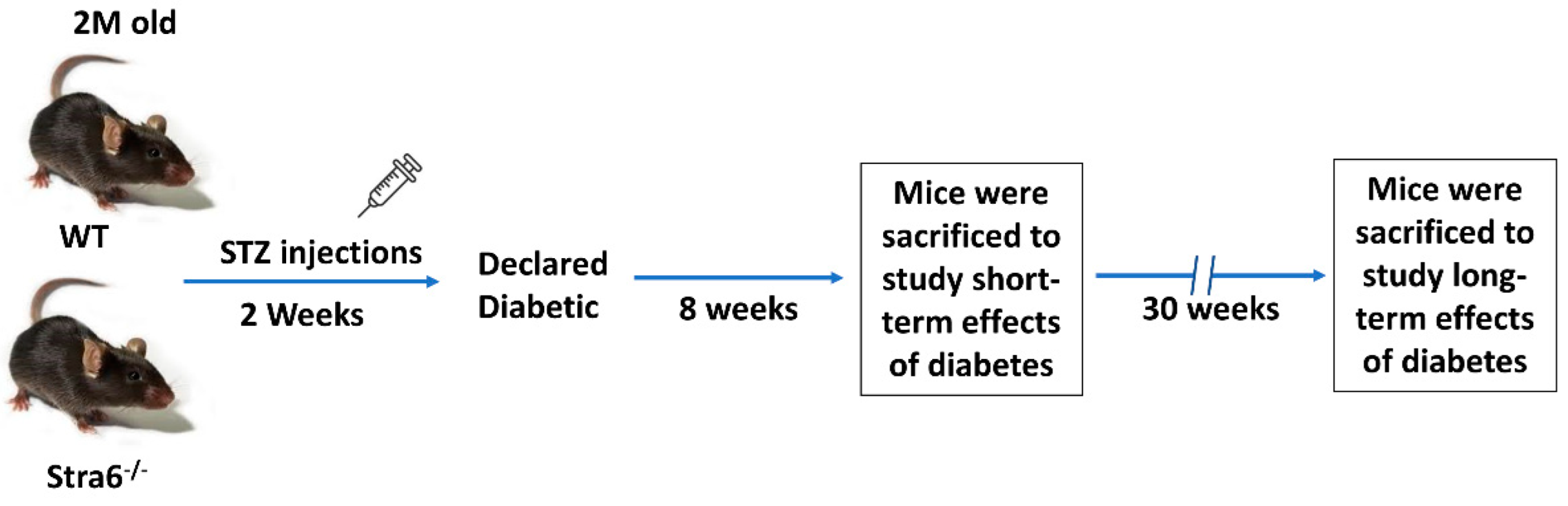 Antioxidants 11 01142 g001
