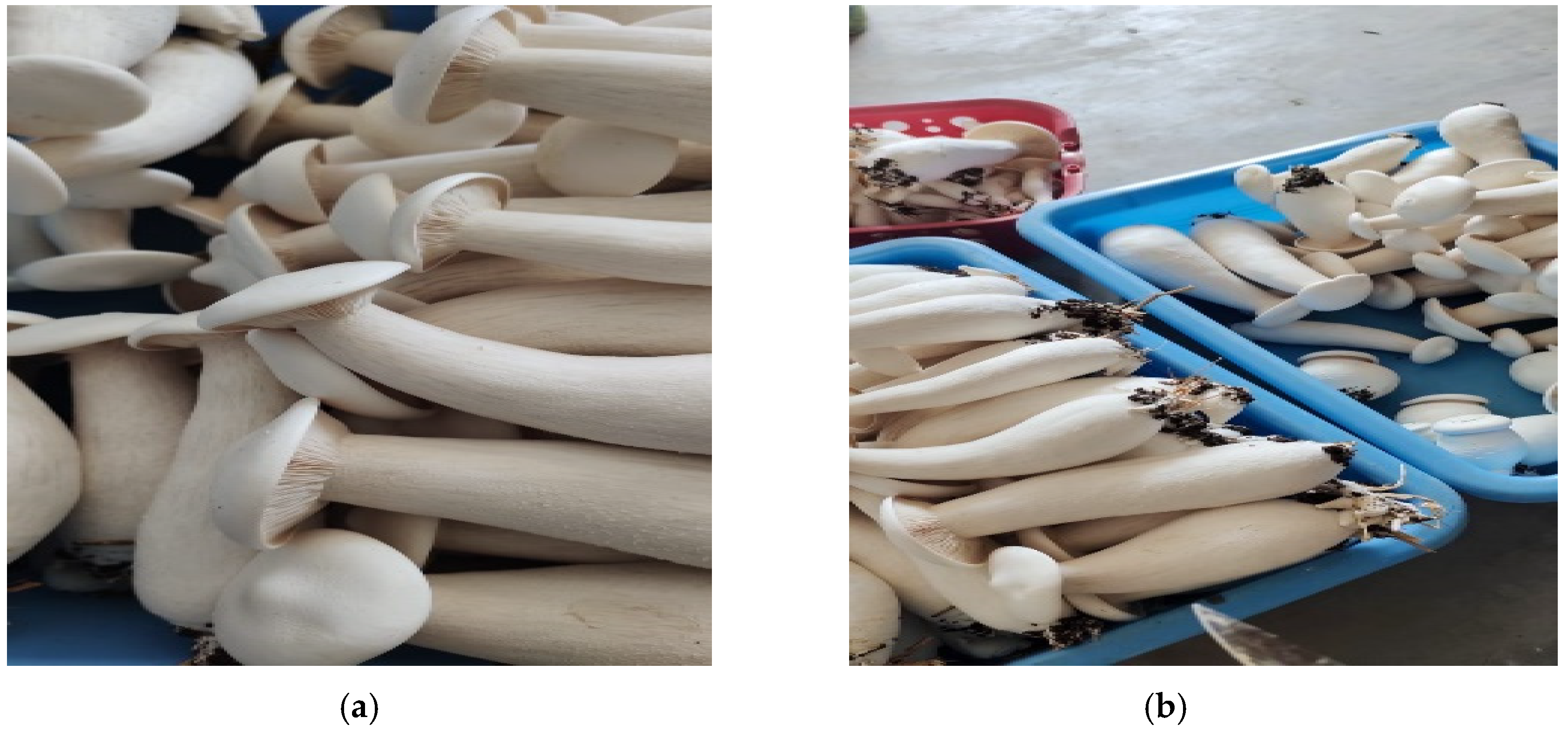 Antioxidants 11 01145 g001