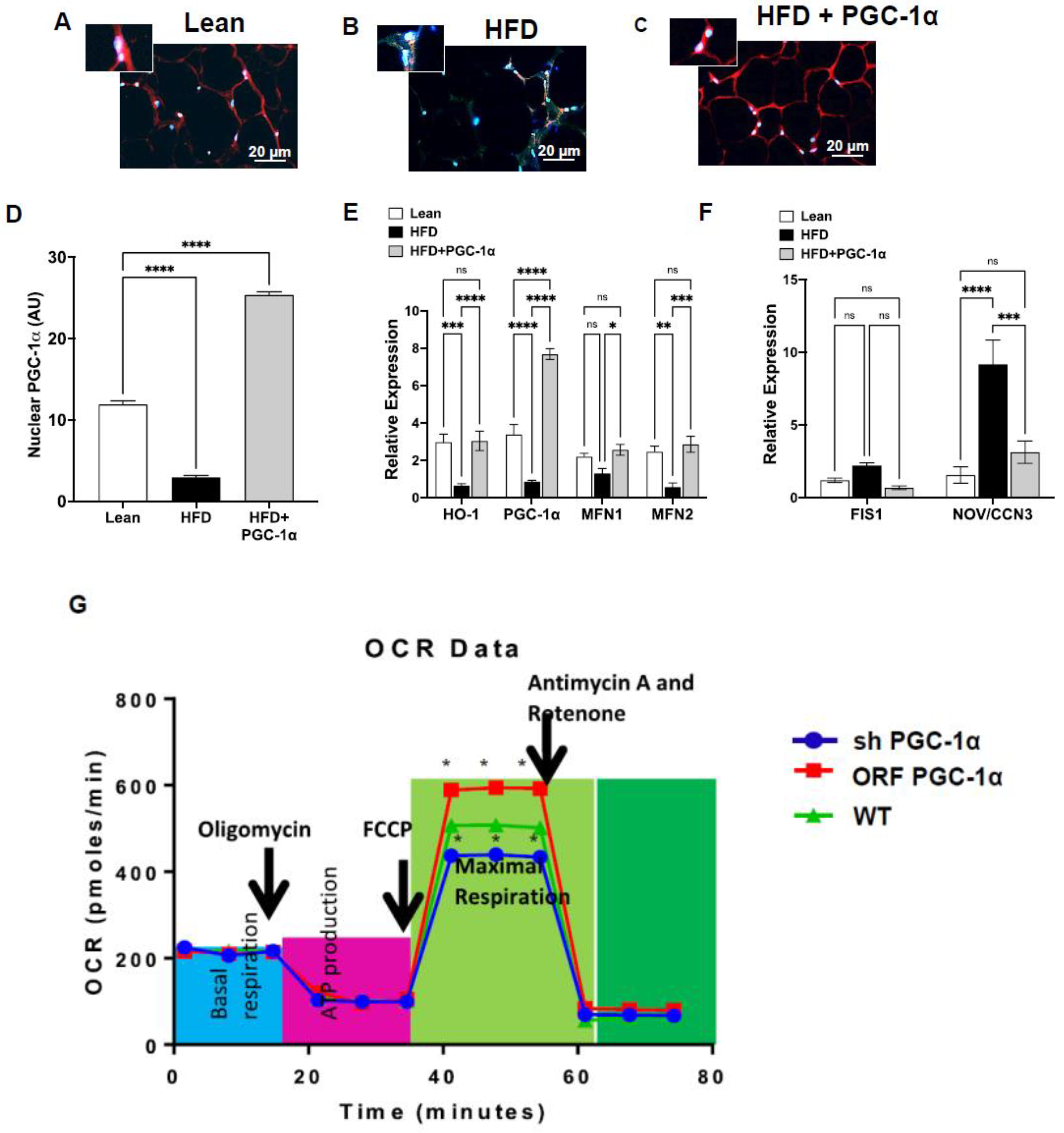Antioxidants 11 01147 g003