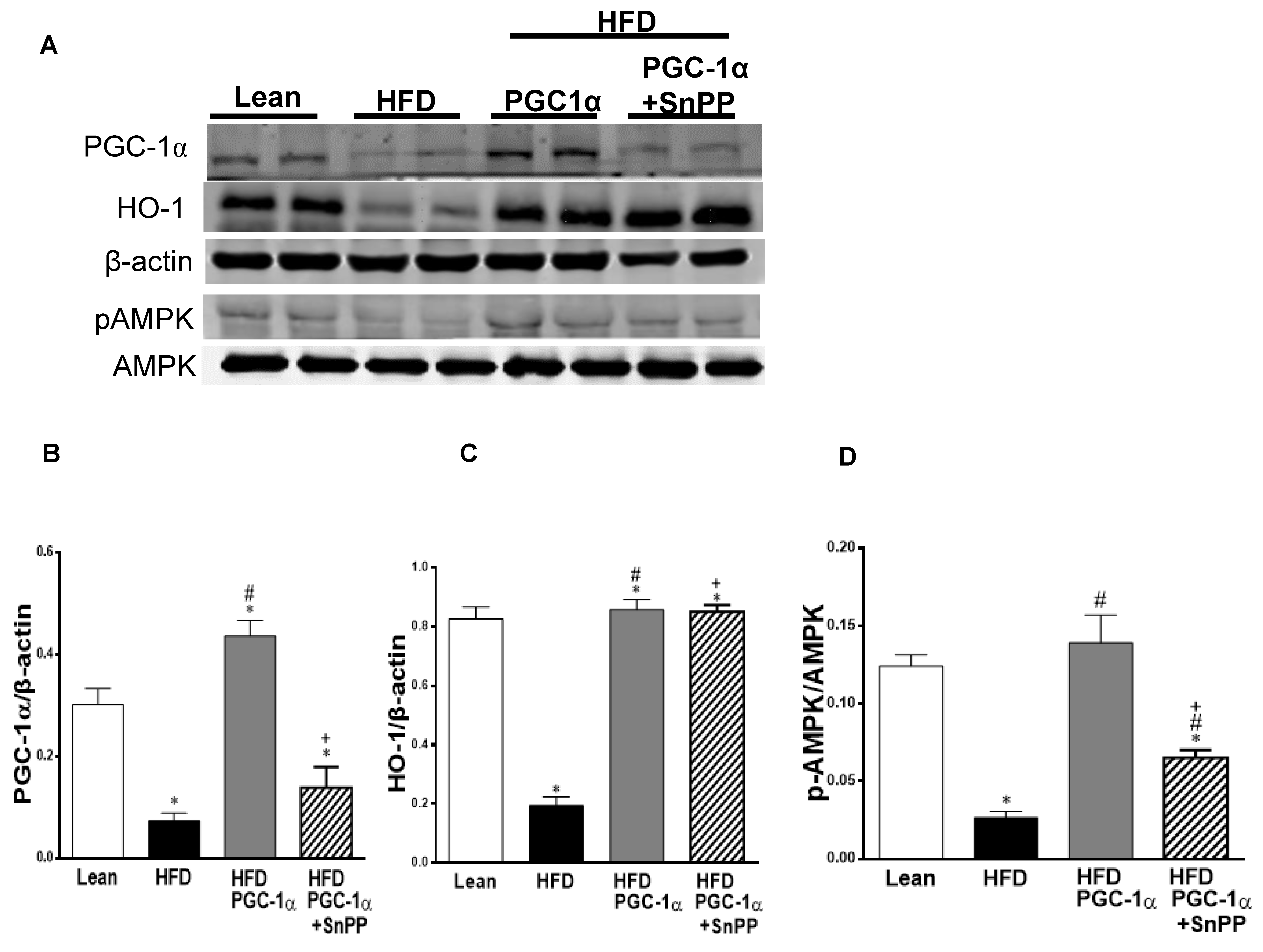 Antioxidants 11 01147 g009a