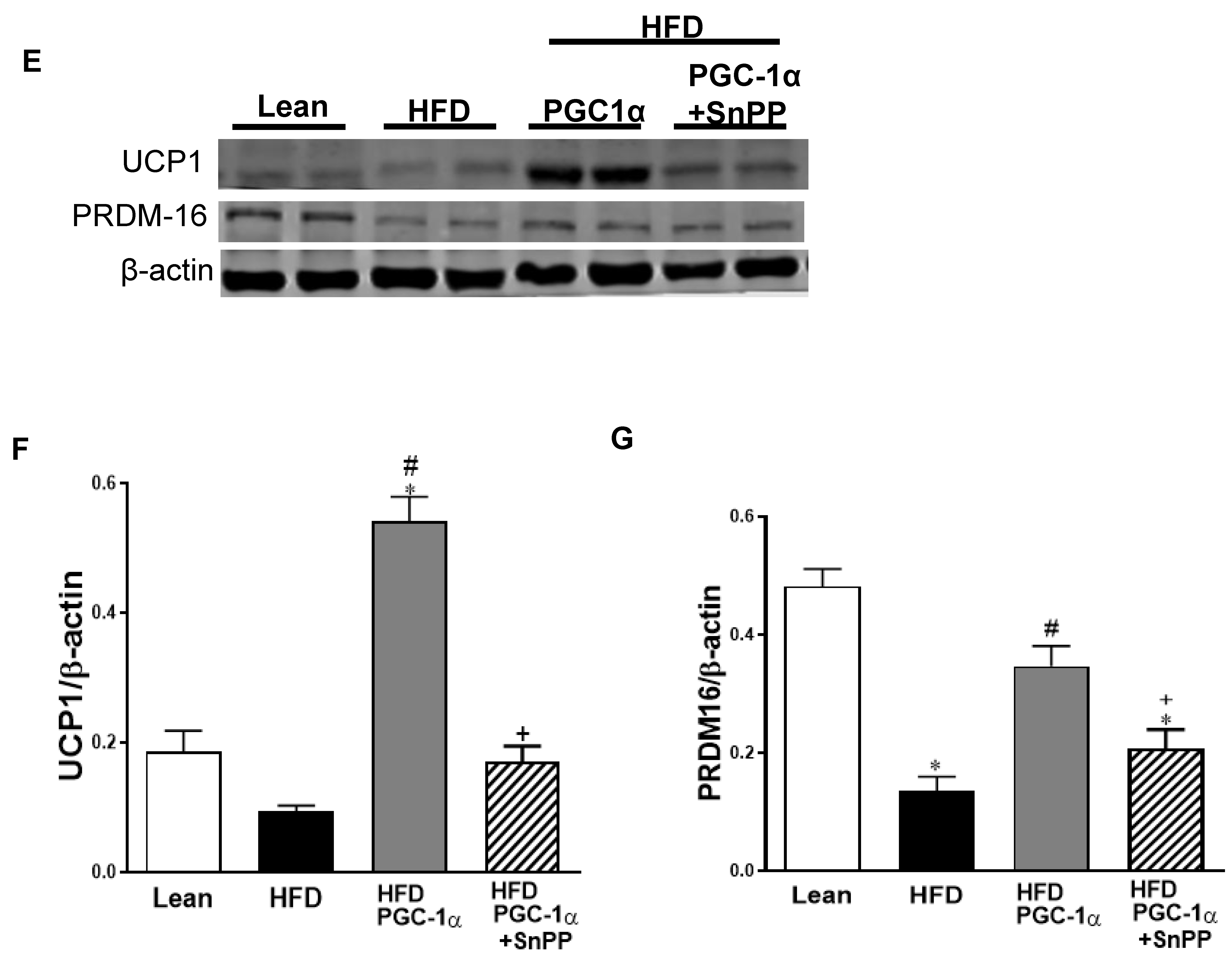 Antioxidants 11 01147 g009b