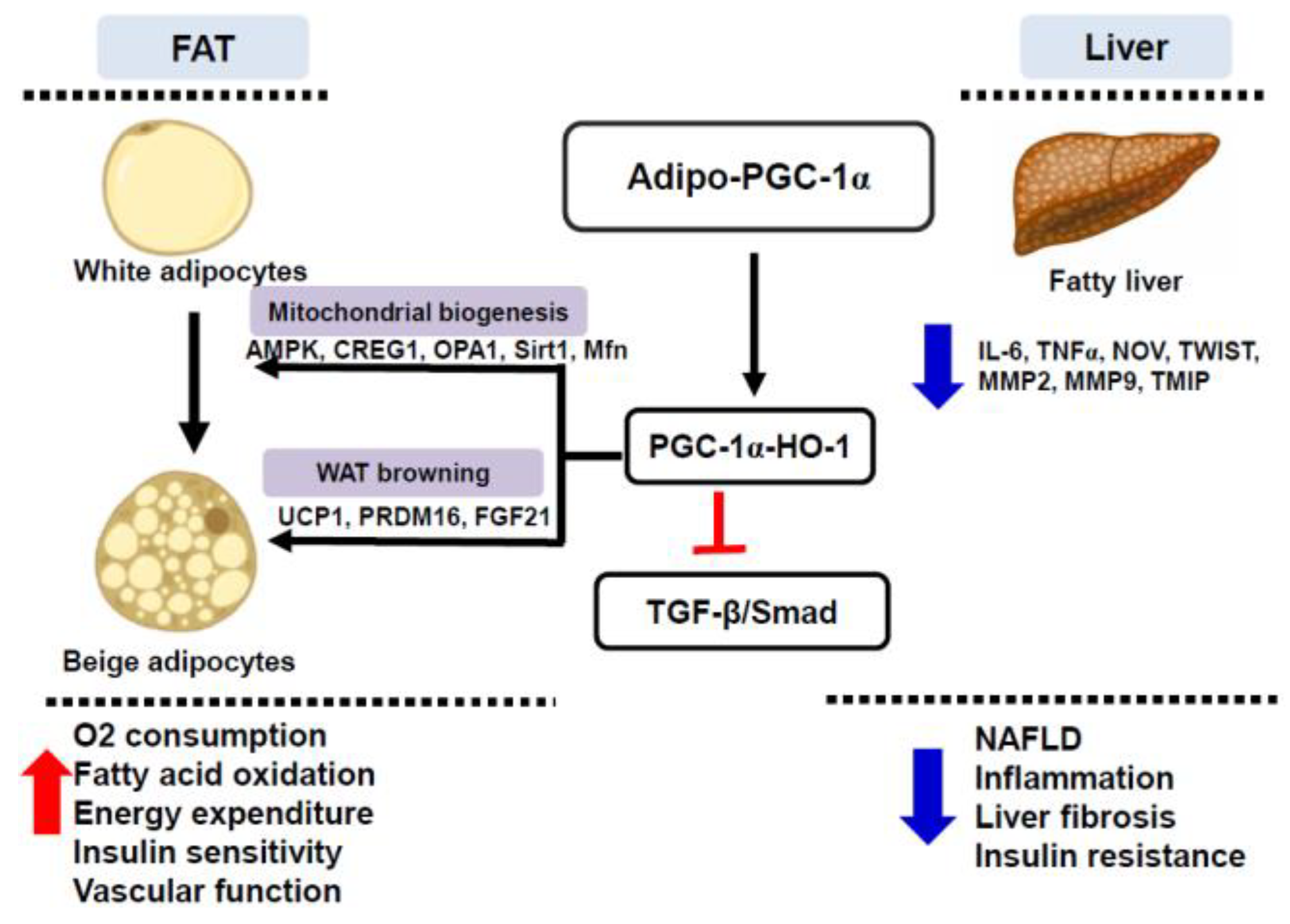 Antioxidants 11 01147 g010