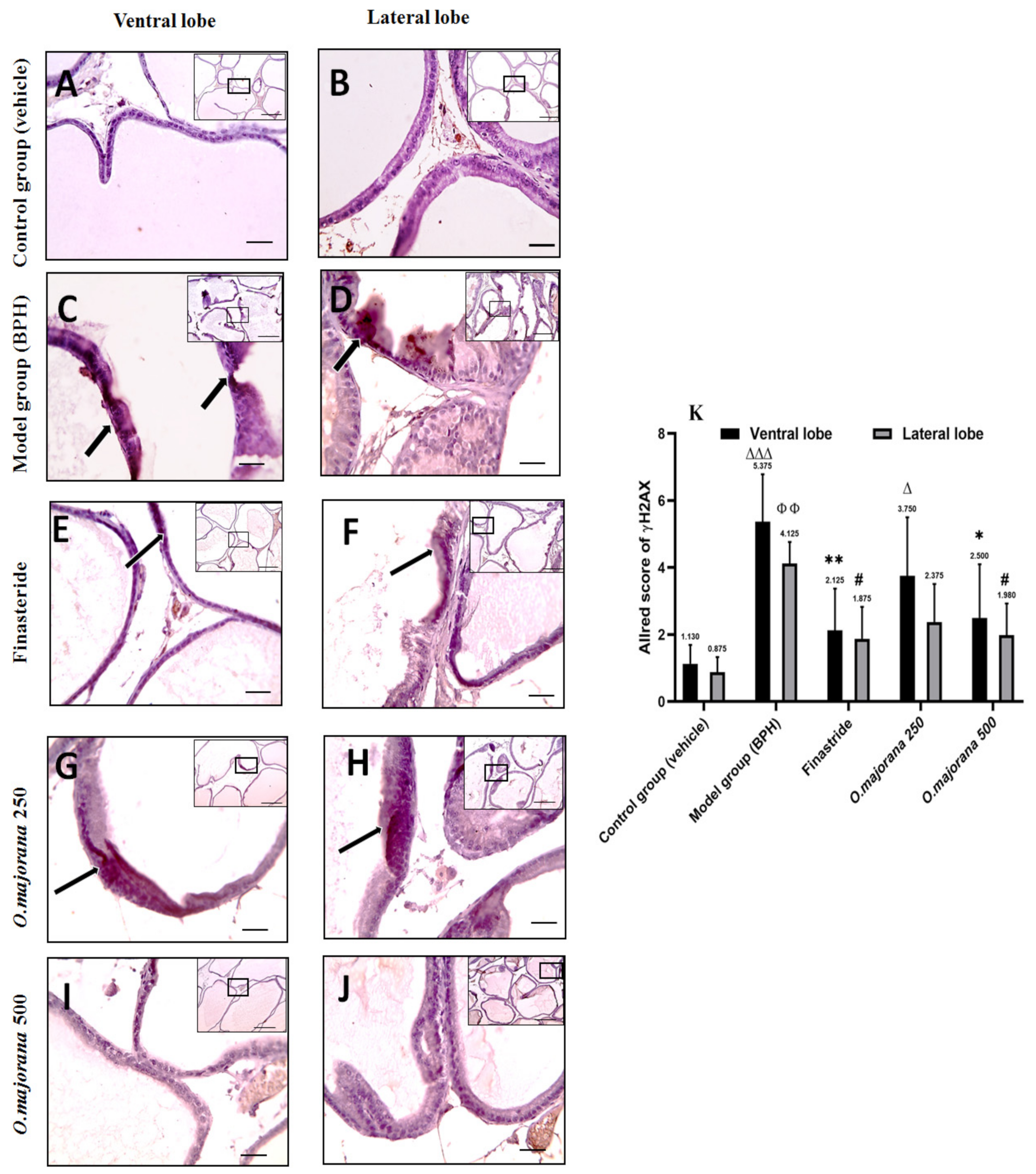 Antioxidants 11 01149 g014 Antioxidants 11 01149 g014