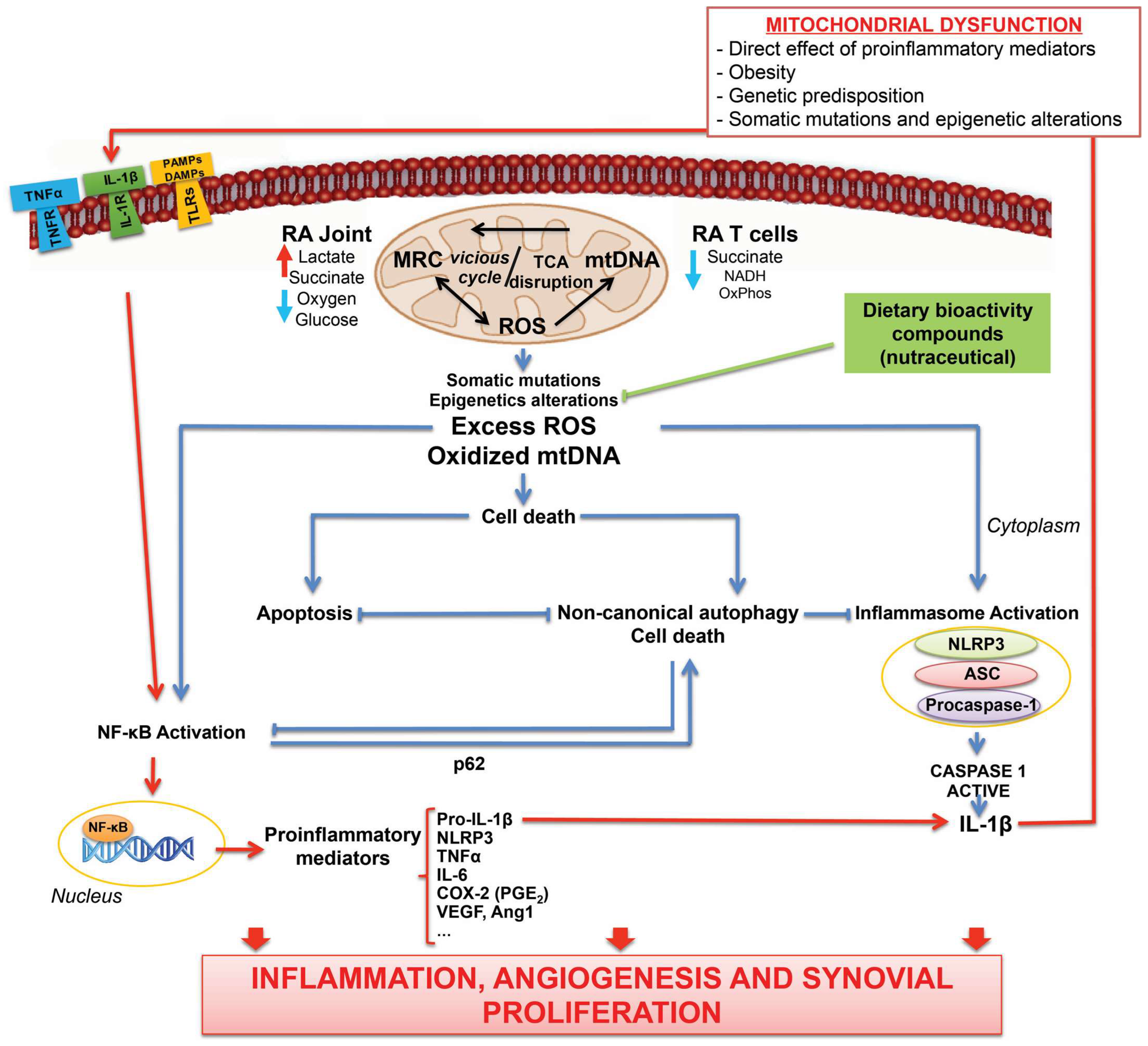 Antioxidants 11 01151 g001