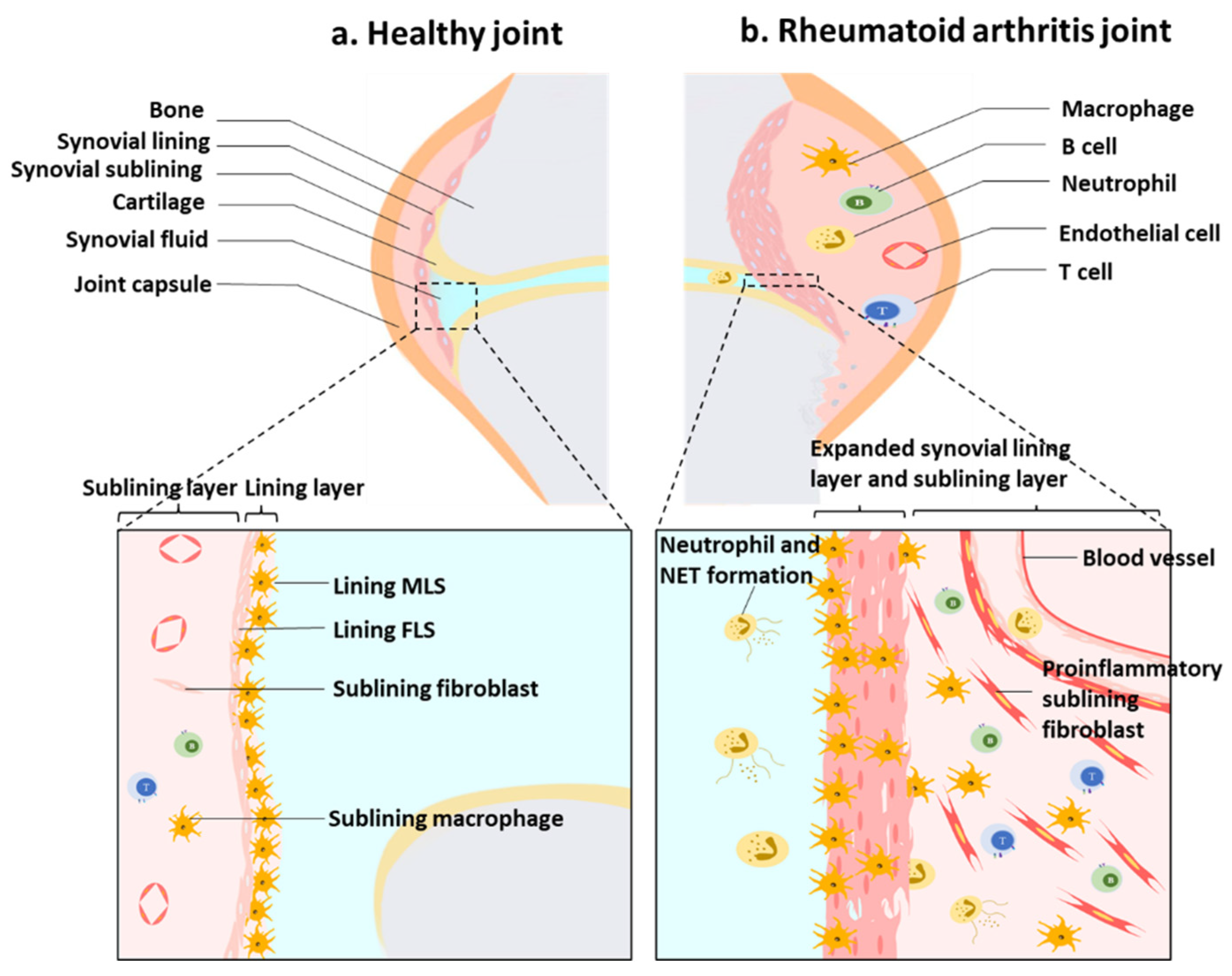 Antioxidants 11 01153 g001