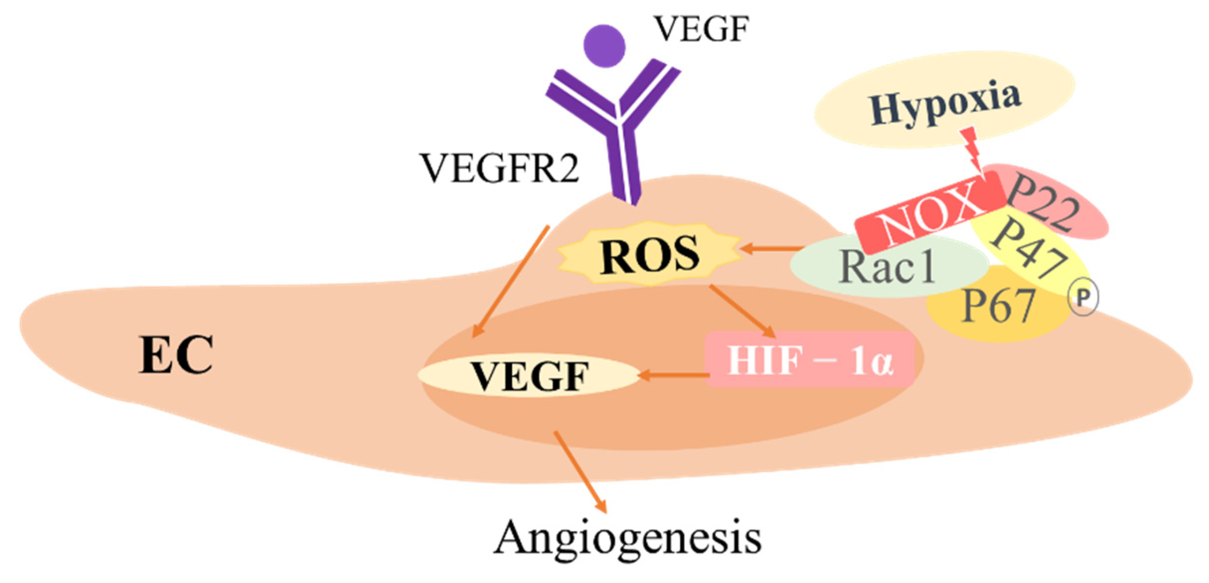 Antioxidants 11 01153 g004