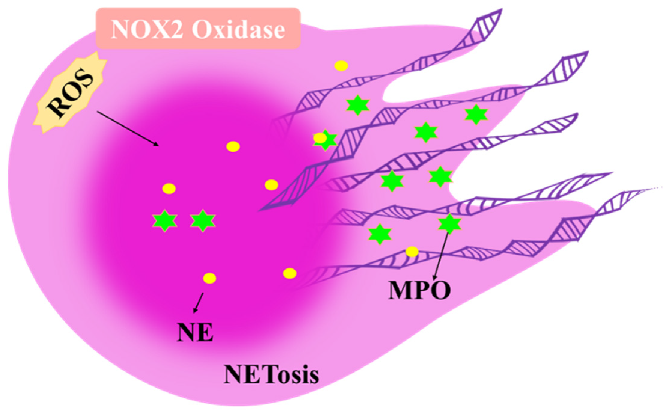 Antioxidants 11 01153 g005