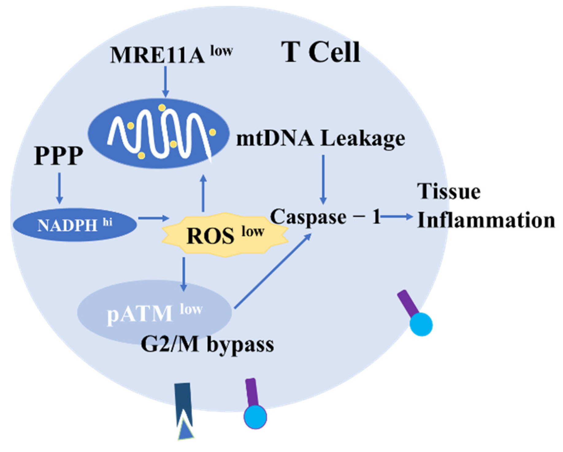 Antioxidants 11 01153 g006