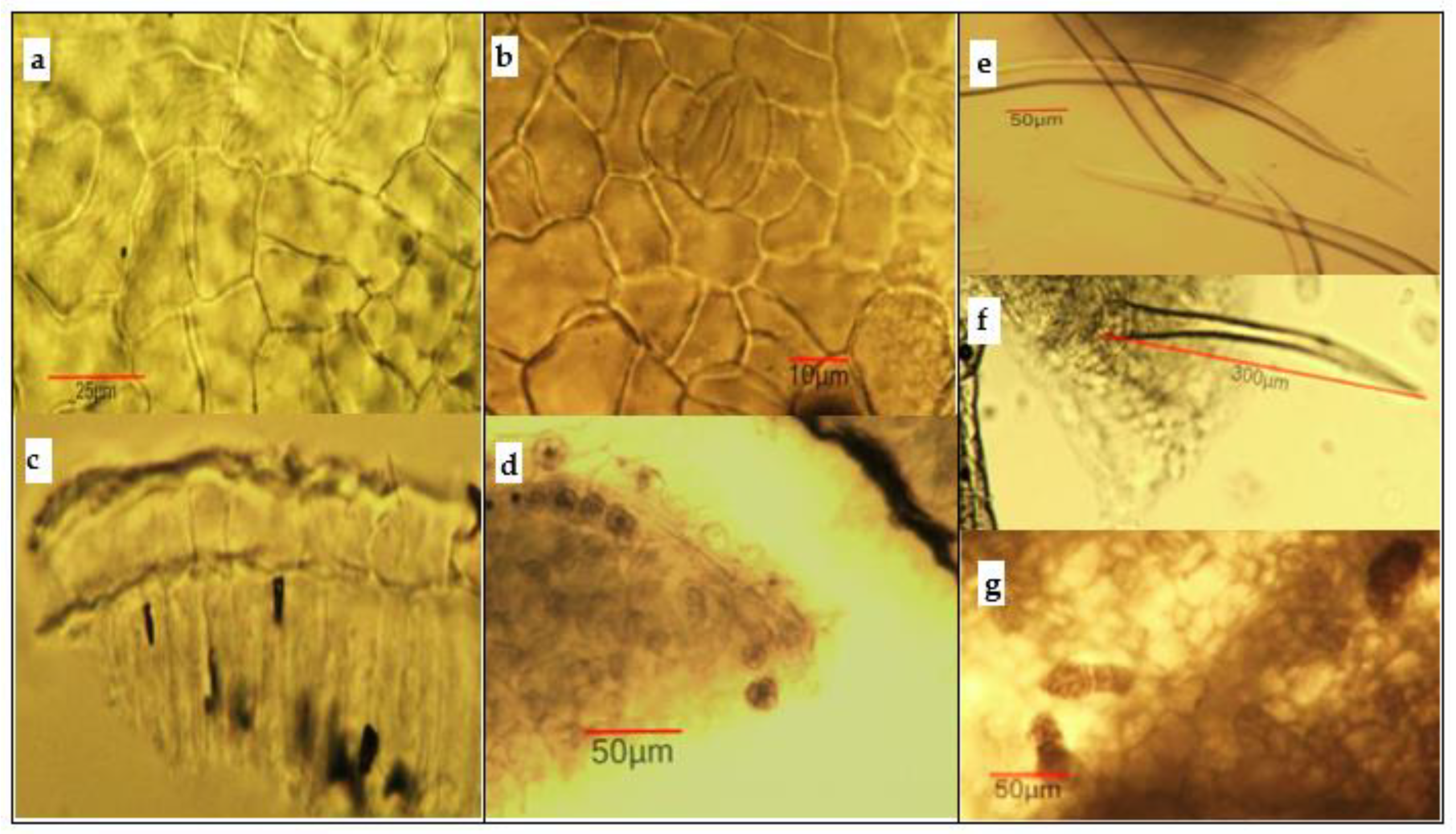 Antioxidants 11 01154 g003