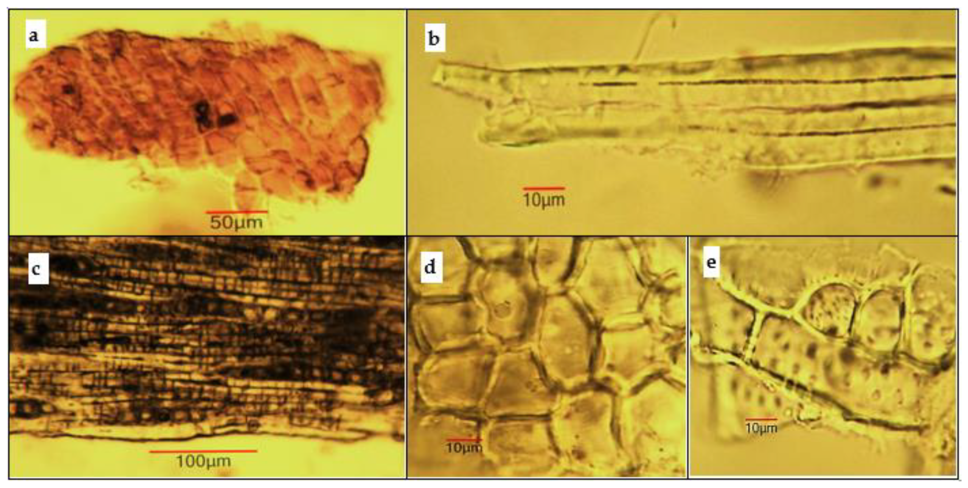 Antioxidants 11 01154 g004