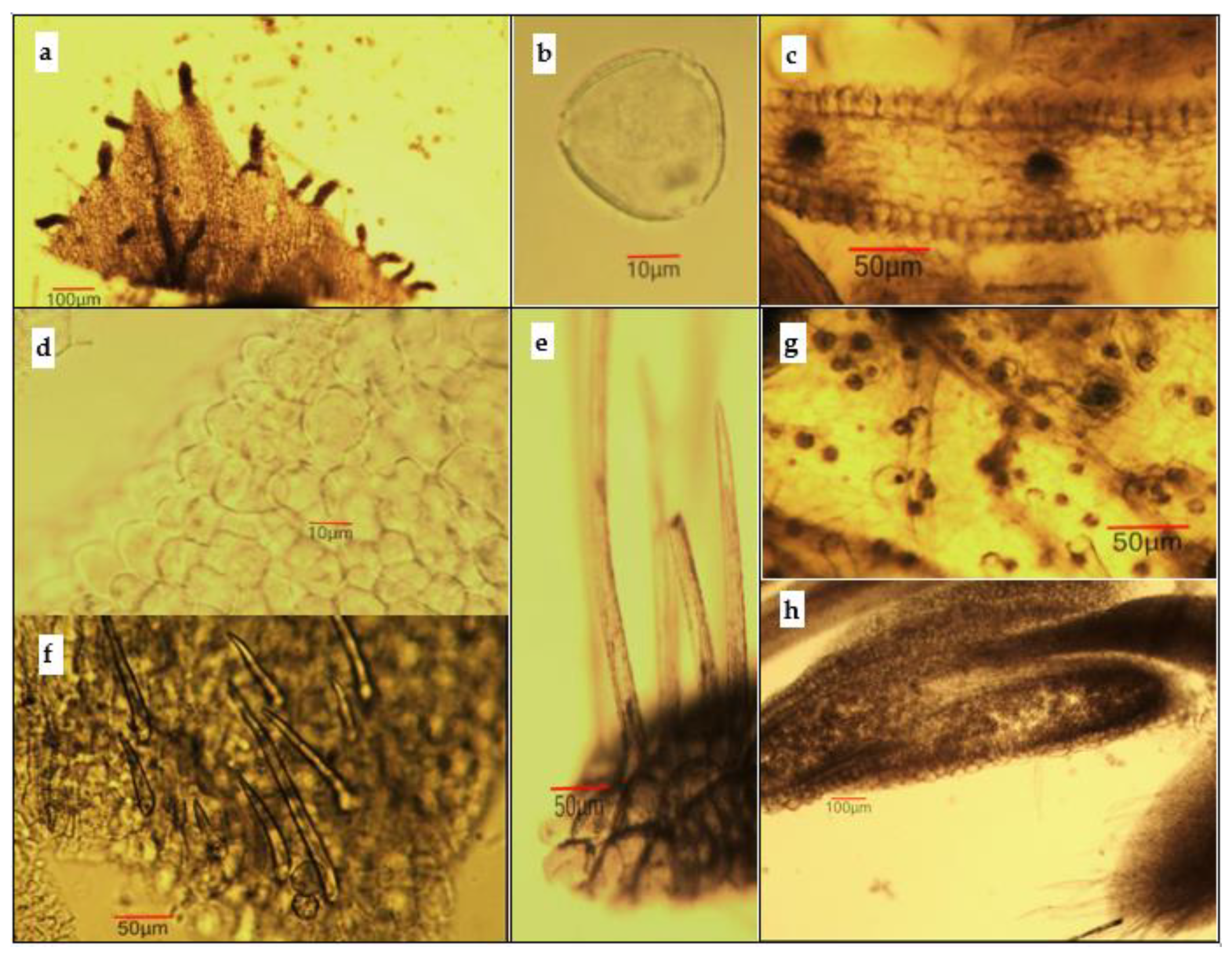 Antioxidants 11 01154 g005