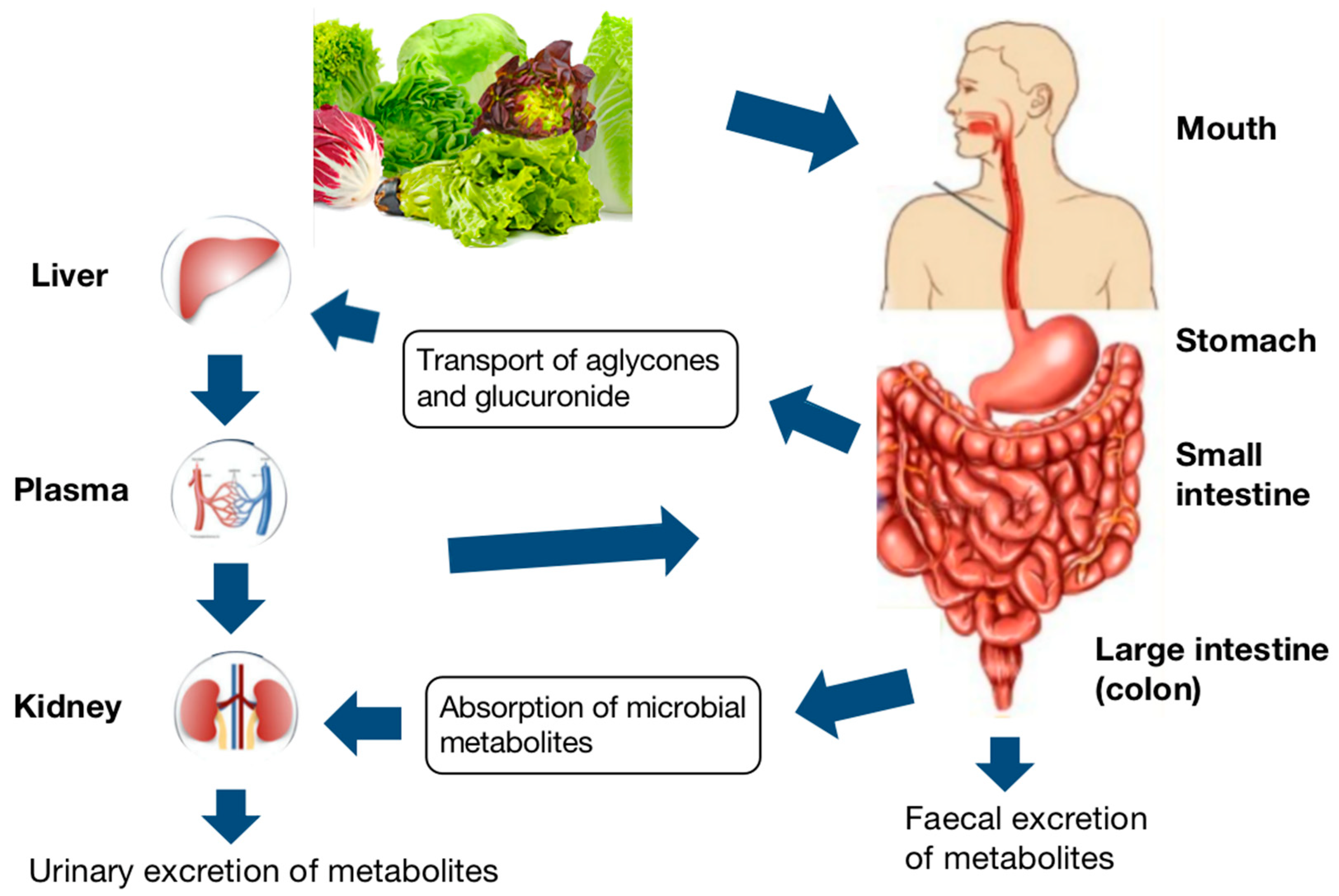 Antioxidants 11 01158 g003