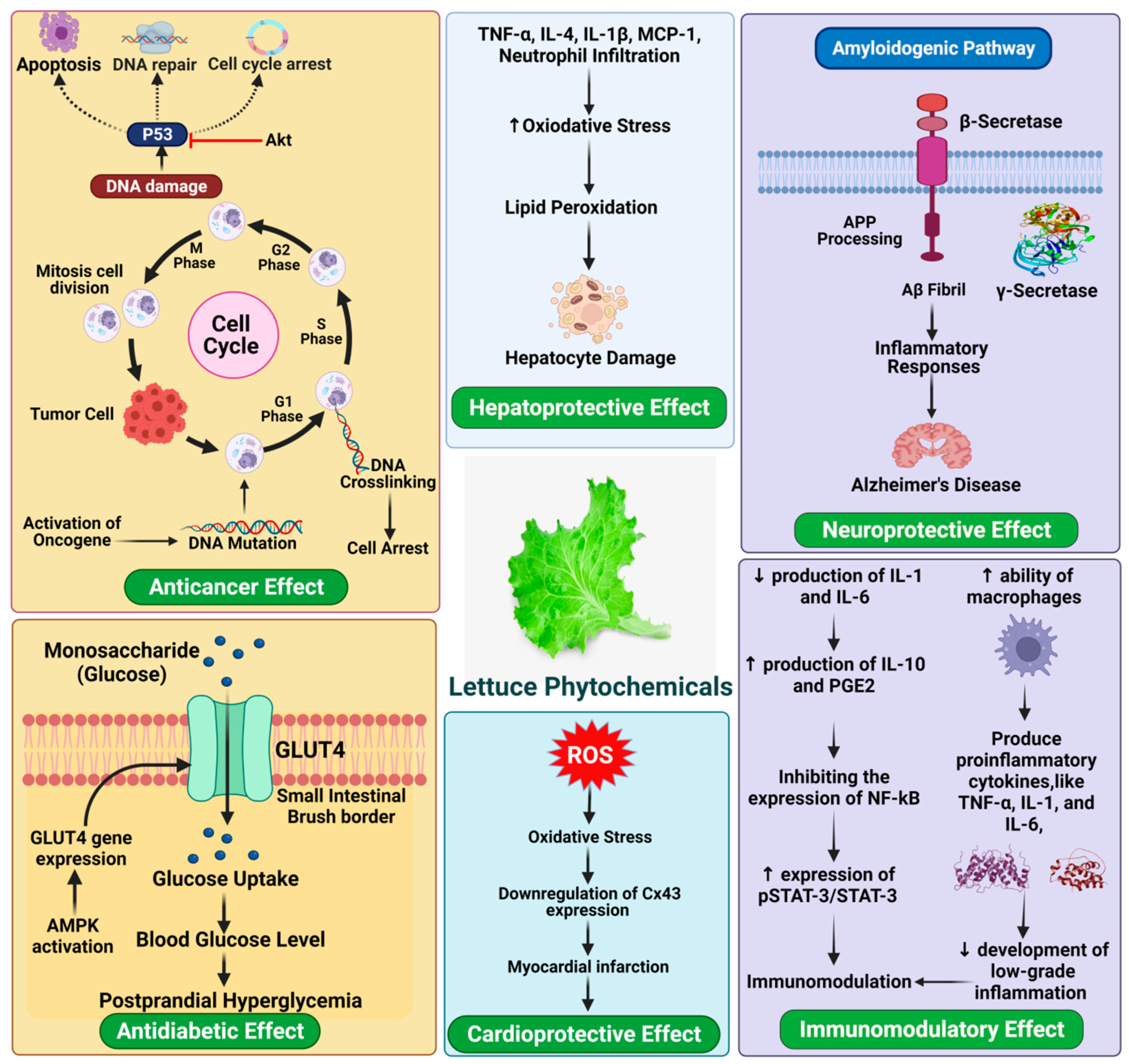 Antioxidants 11 01158 g005
