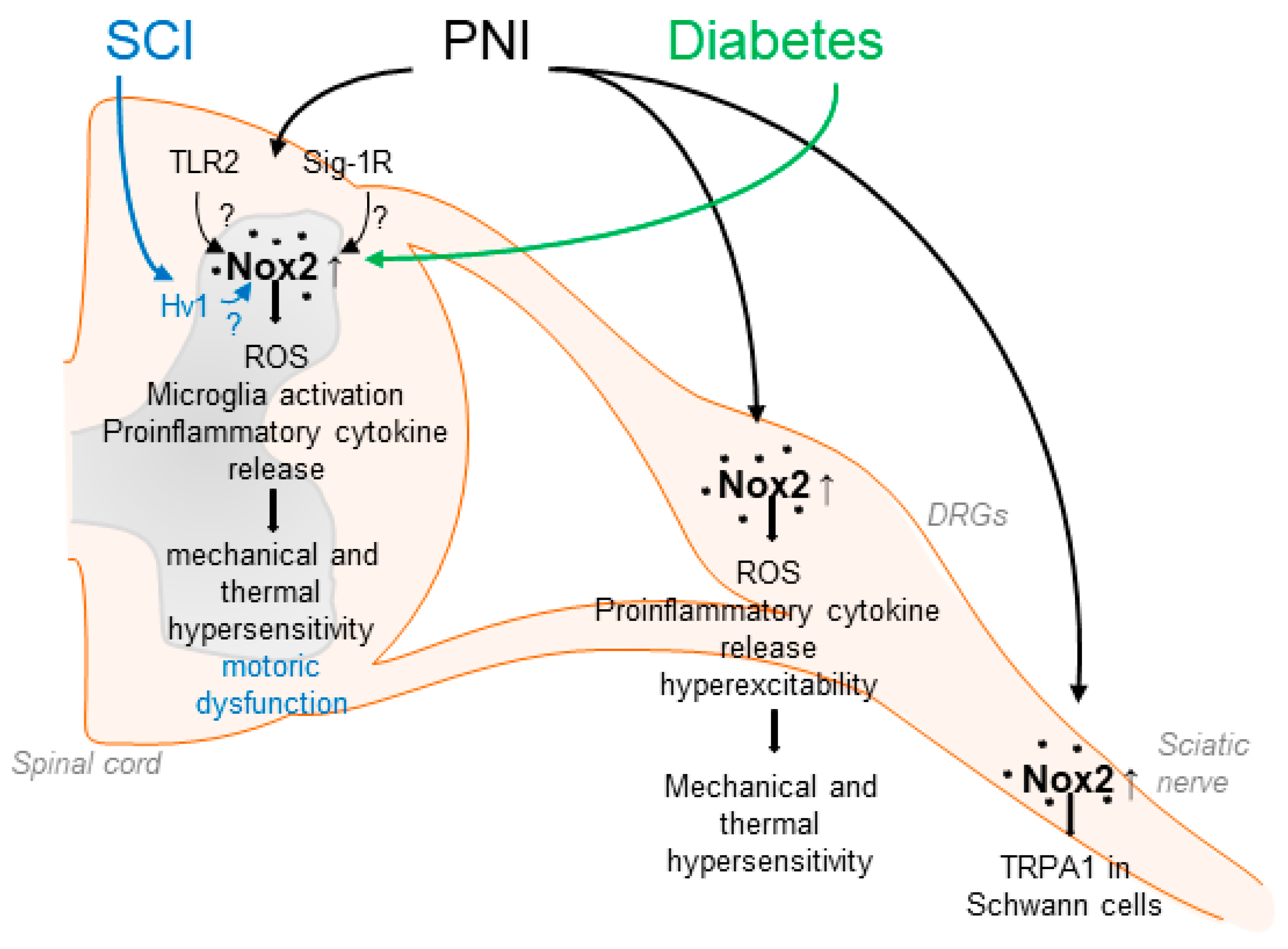 Antioxidants 11 01162 g001