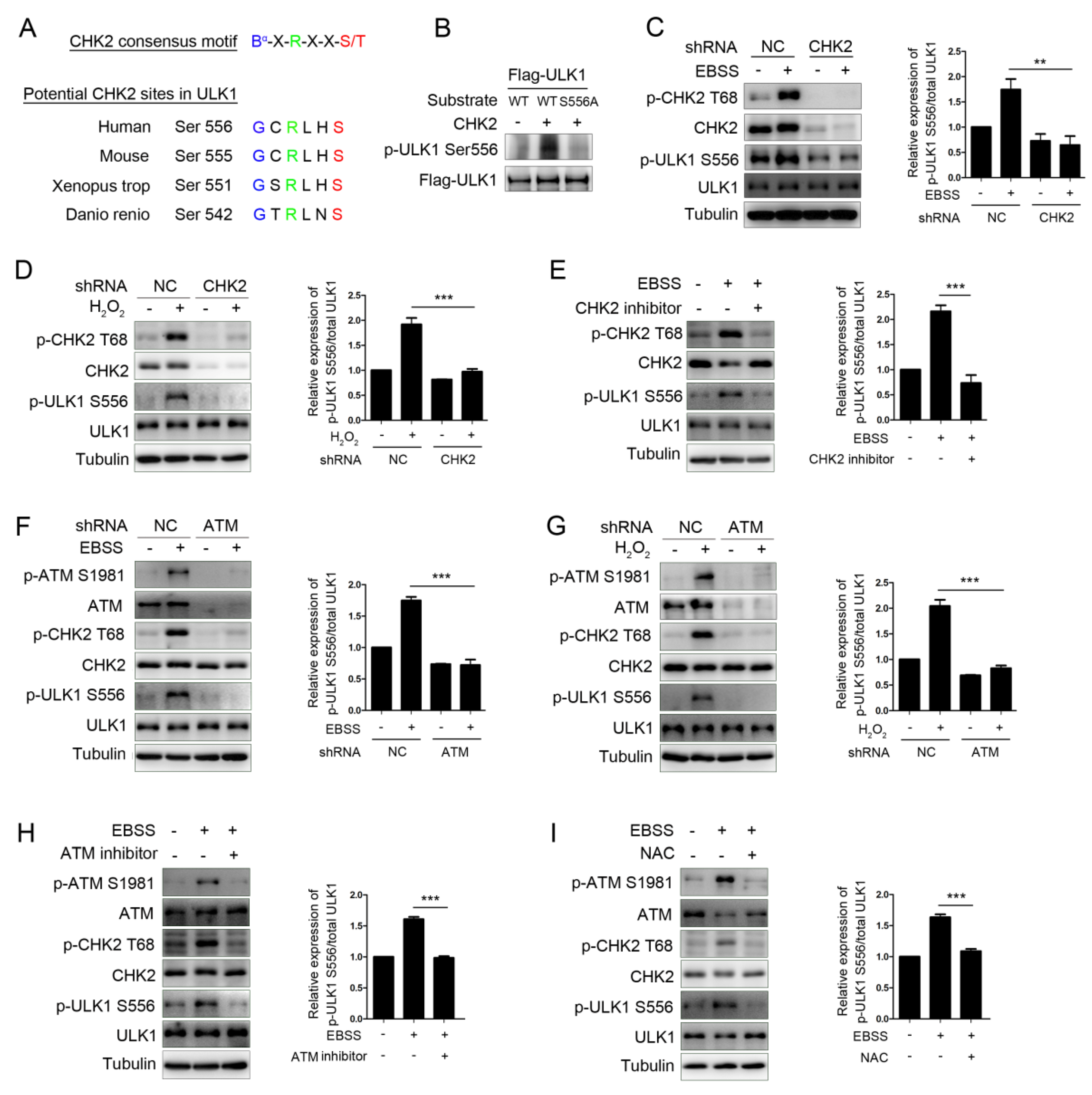 Antioxidants 11 01166 g002