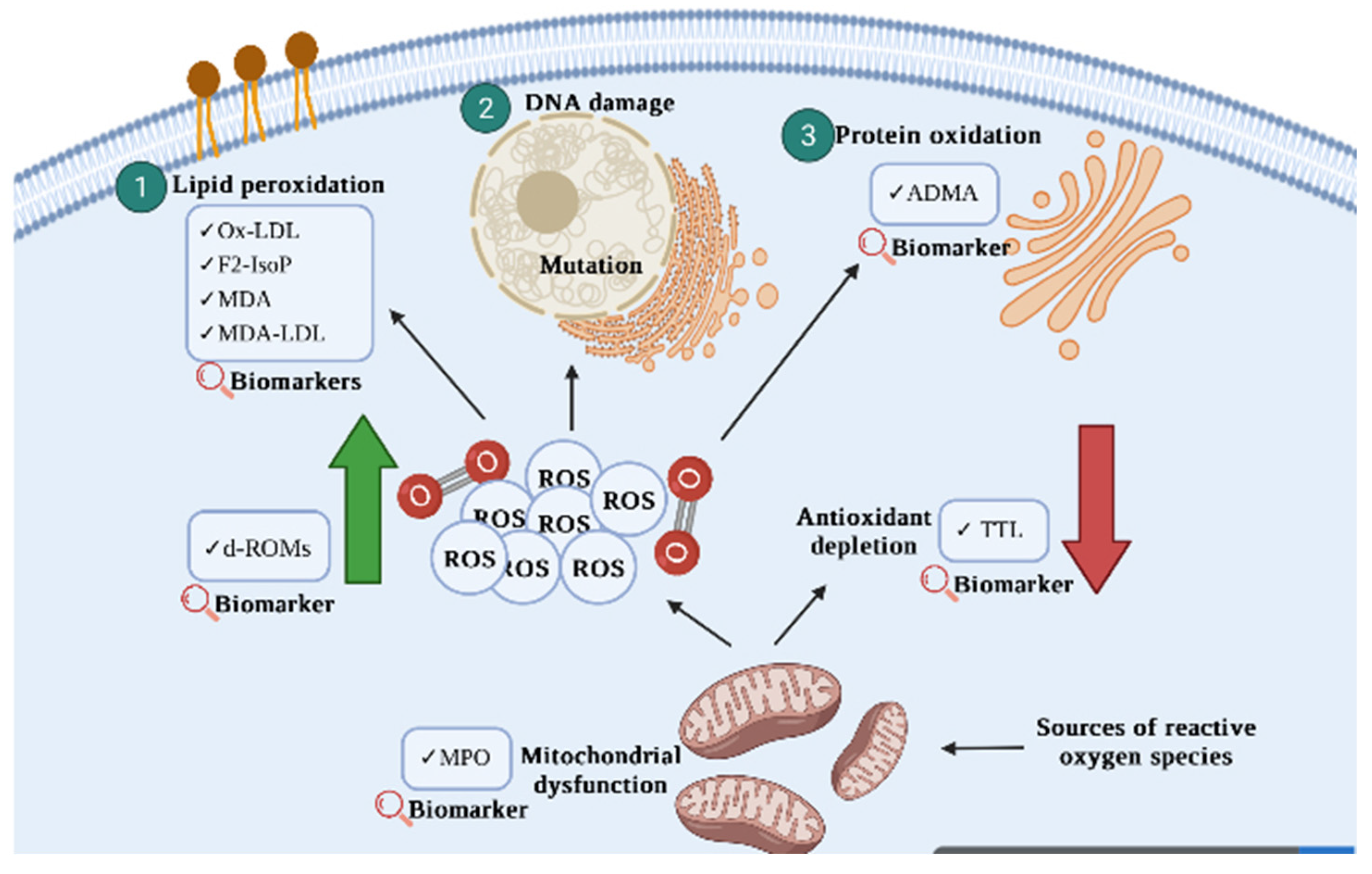 Antioxidants 11 01175 g001
