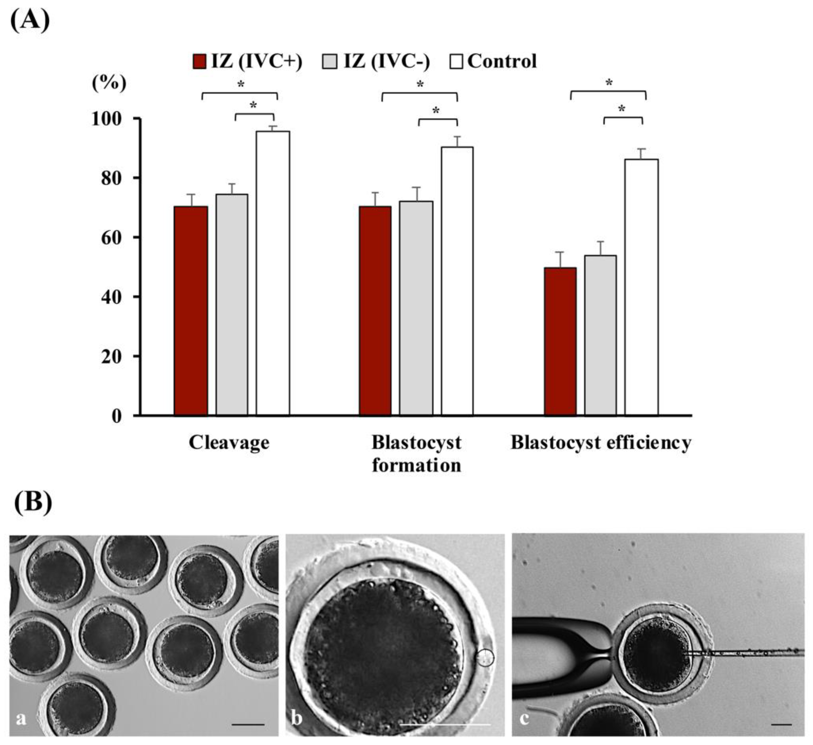 Antioxidants 11 01177 g009 Antioxidants 11 01177 g009