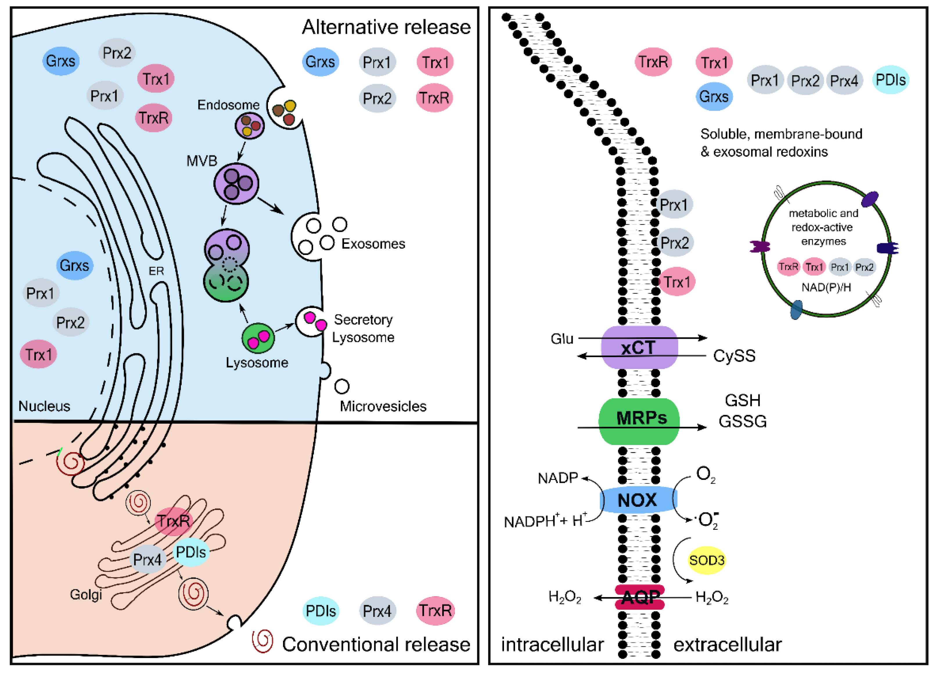 Antioxidants 11 01181 g002