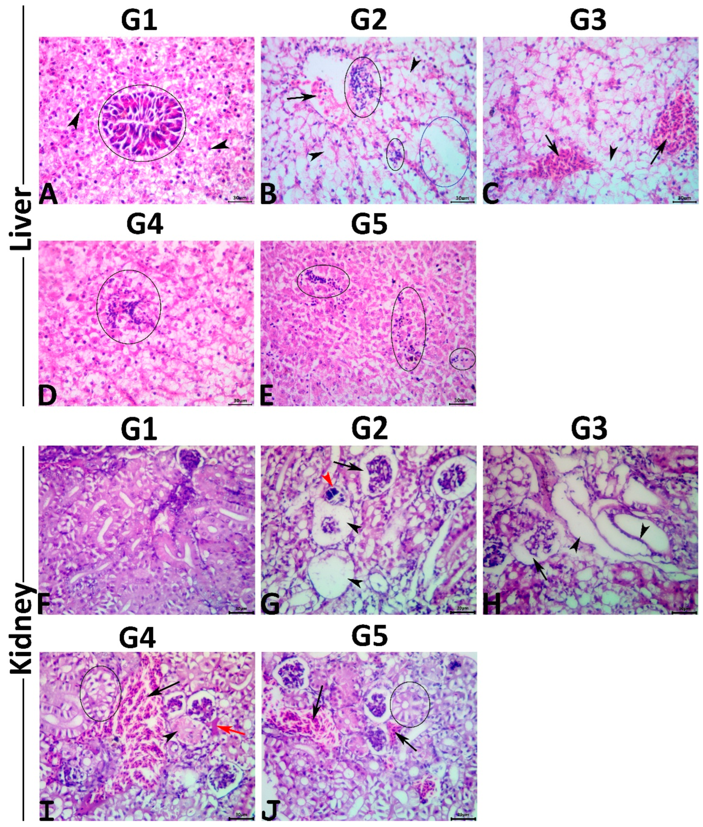 Antioxidants 11 01185 g001