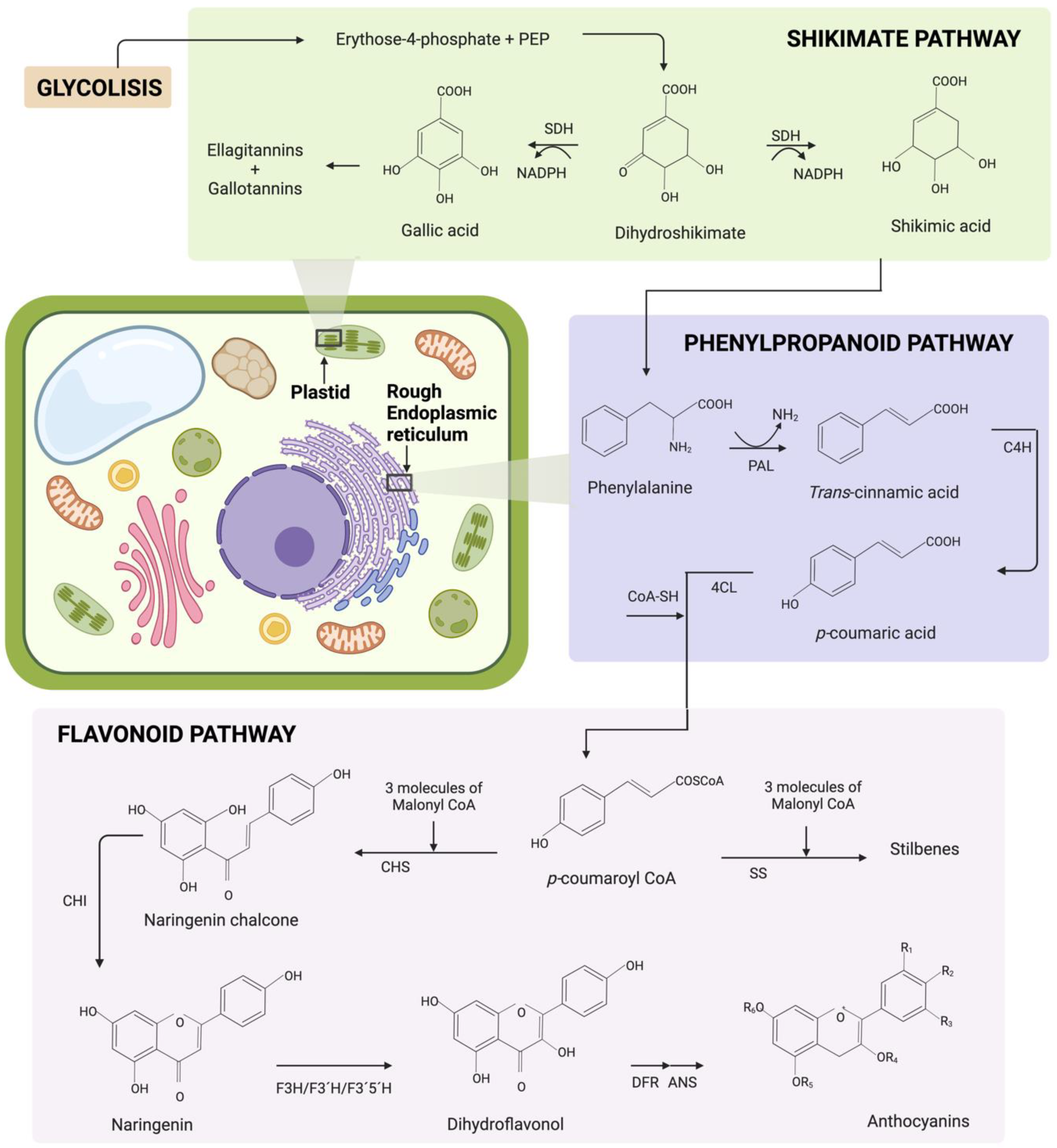 Antioxidants 11 01192 g002