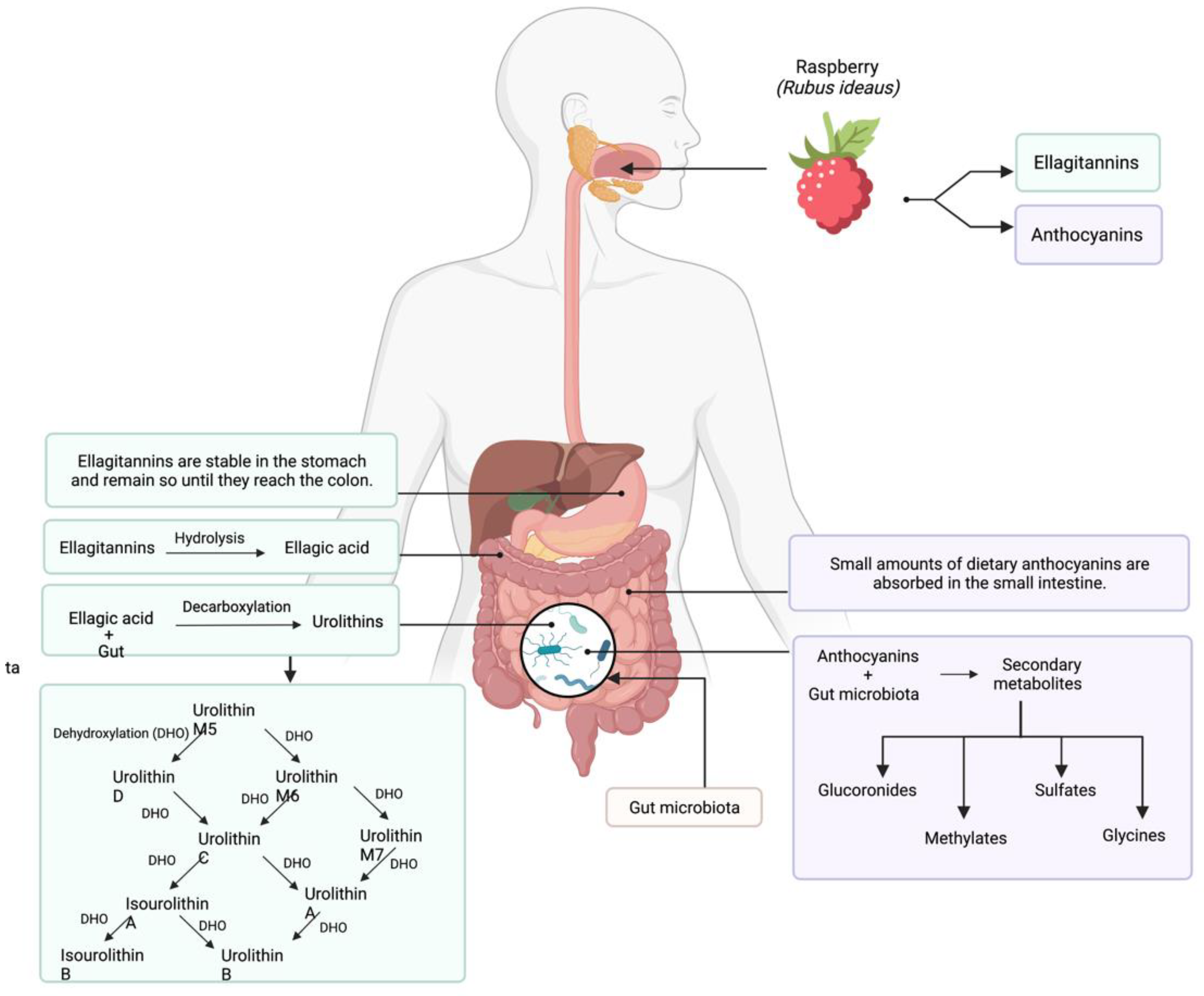 Antioxidants 11 01192 g003