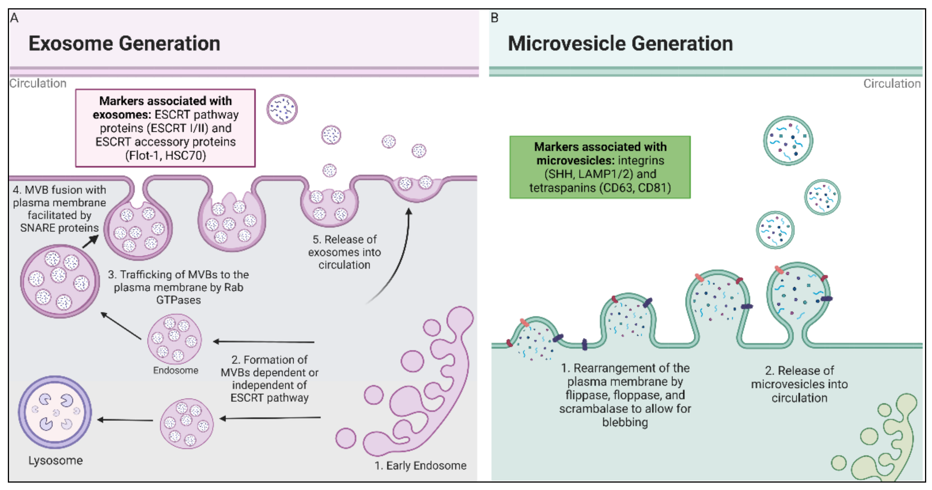 Antioxidants 11 01194 g001