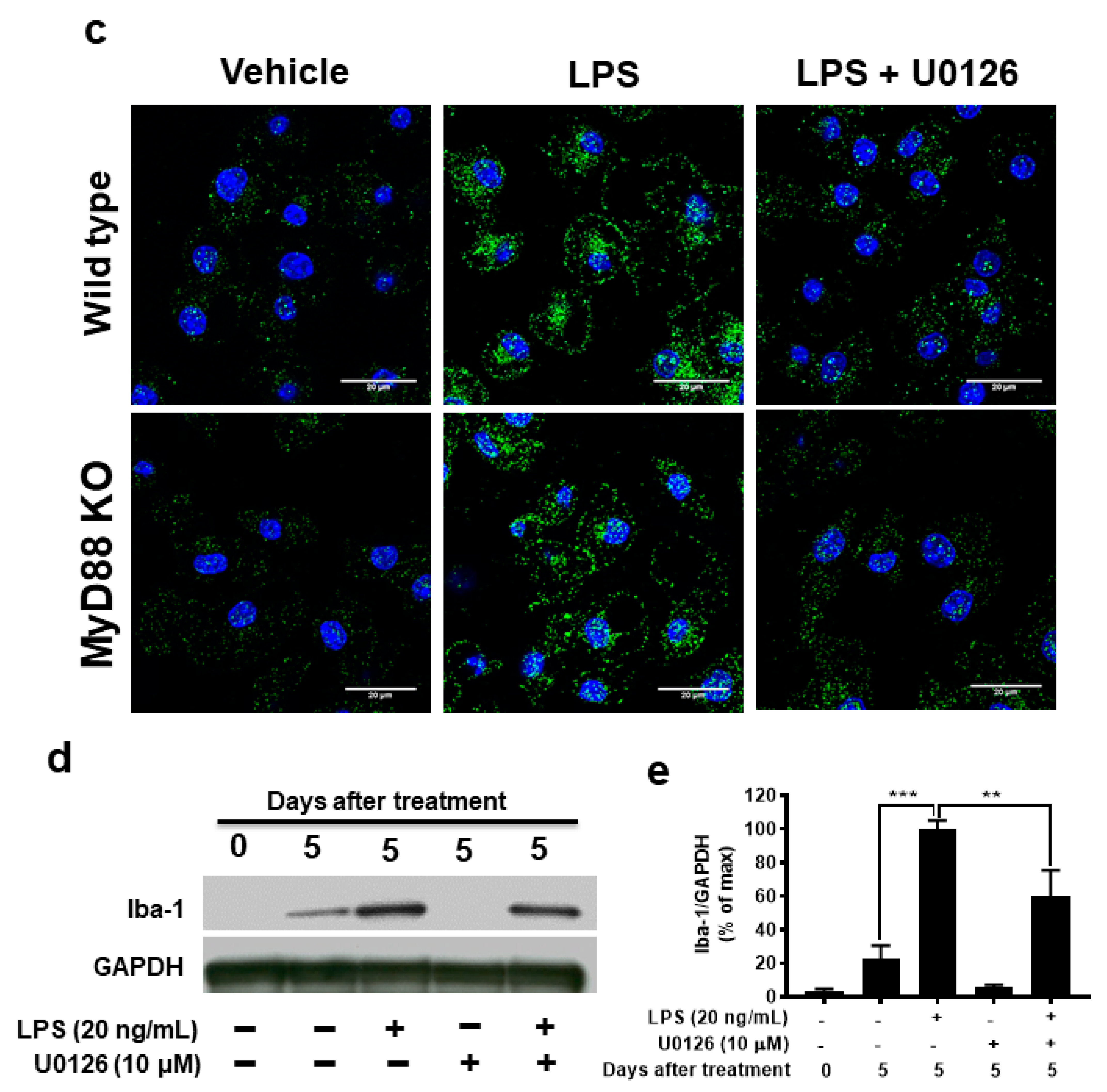 Antioxidants 11 01202 g006b