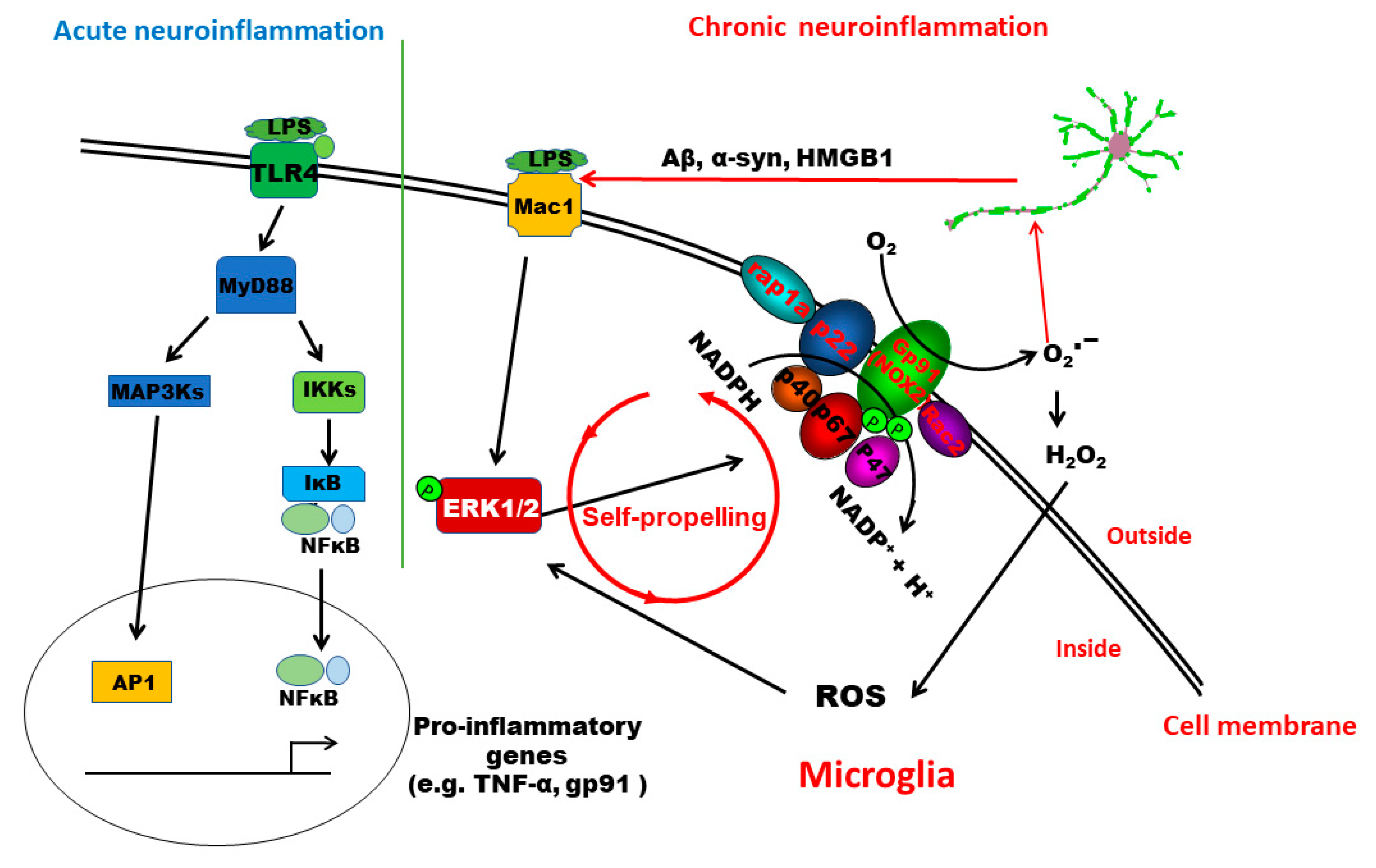 Antioxidants 11 01202 g008