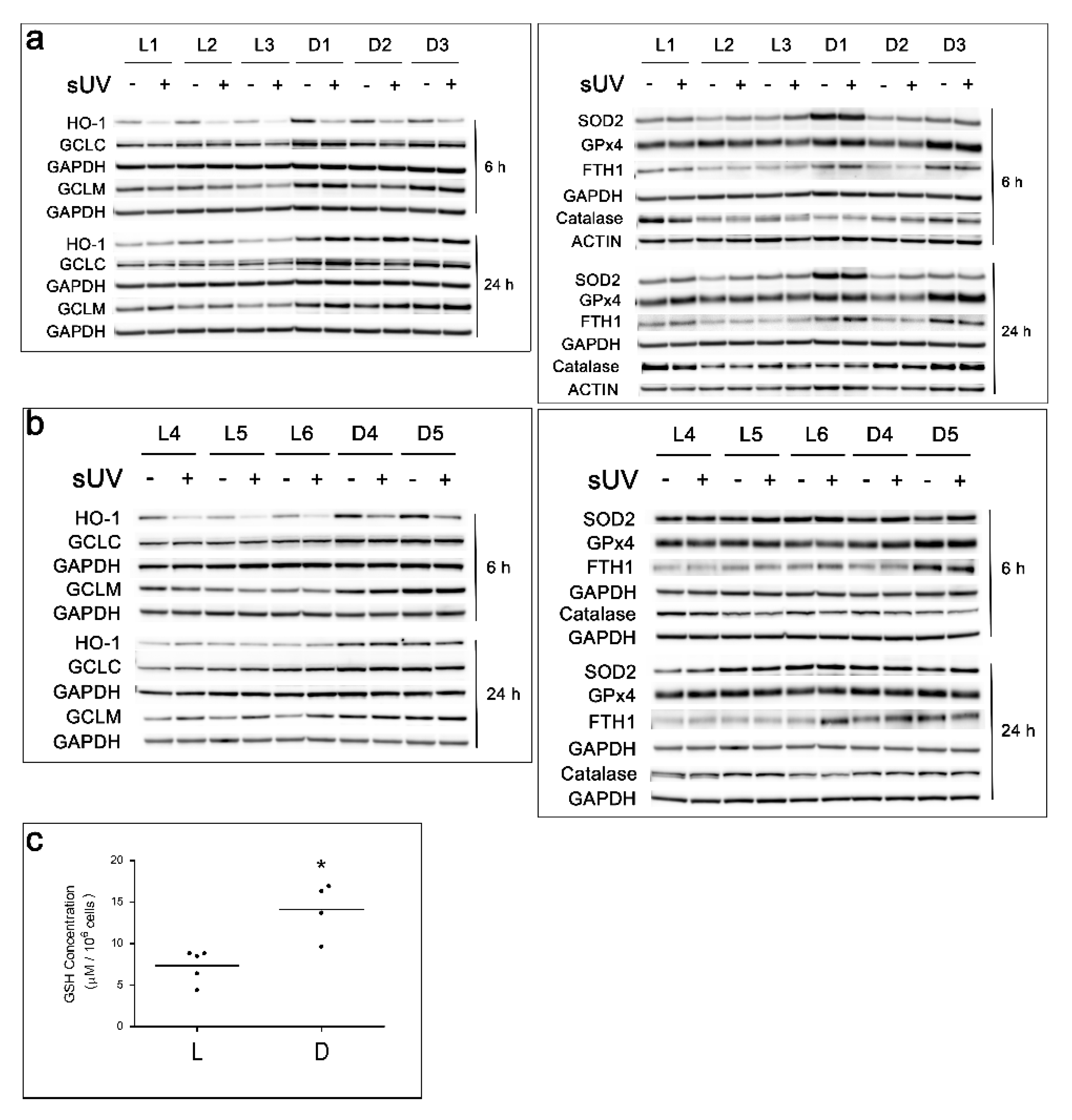 Antioxidants 11 01204 g004