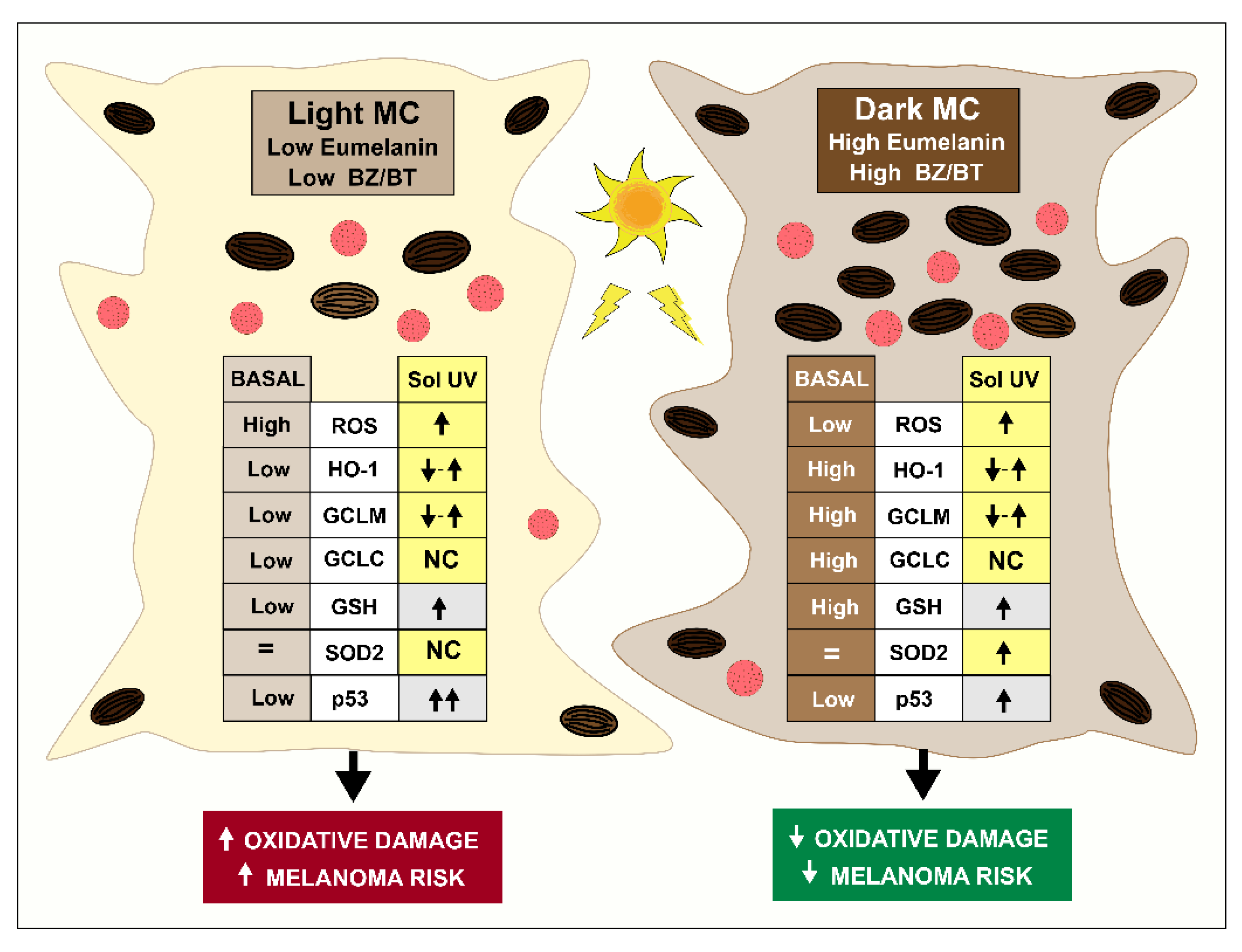 Antioxidants 11 01204 g007