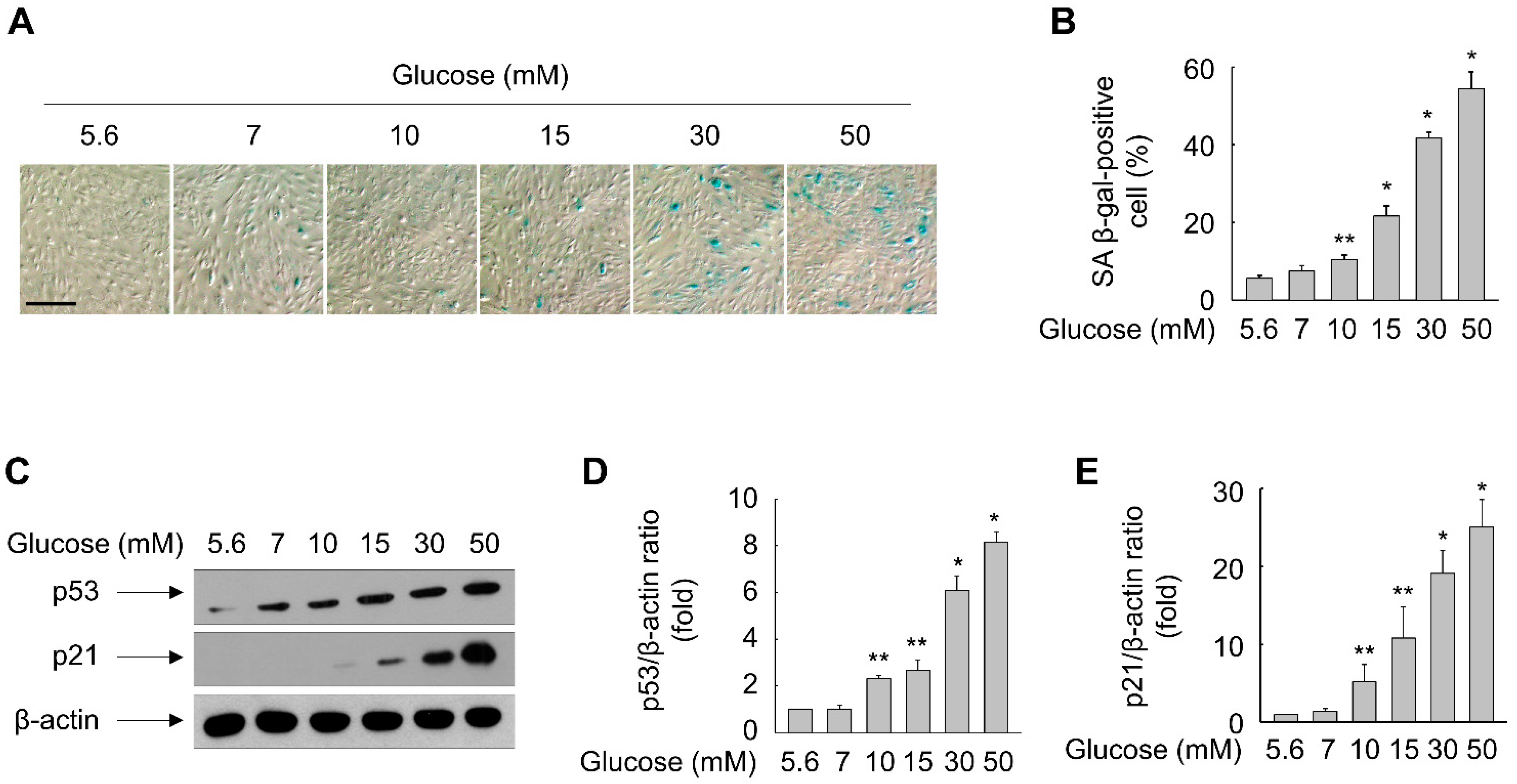 Antioxidants 11 01207 g001 Antioxidants 11 01207 g001