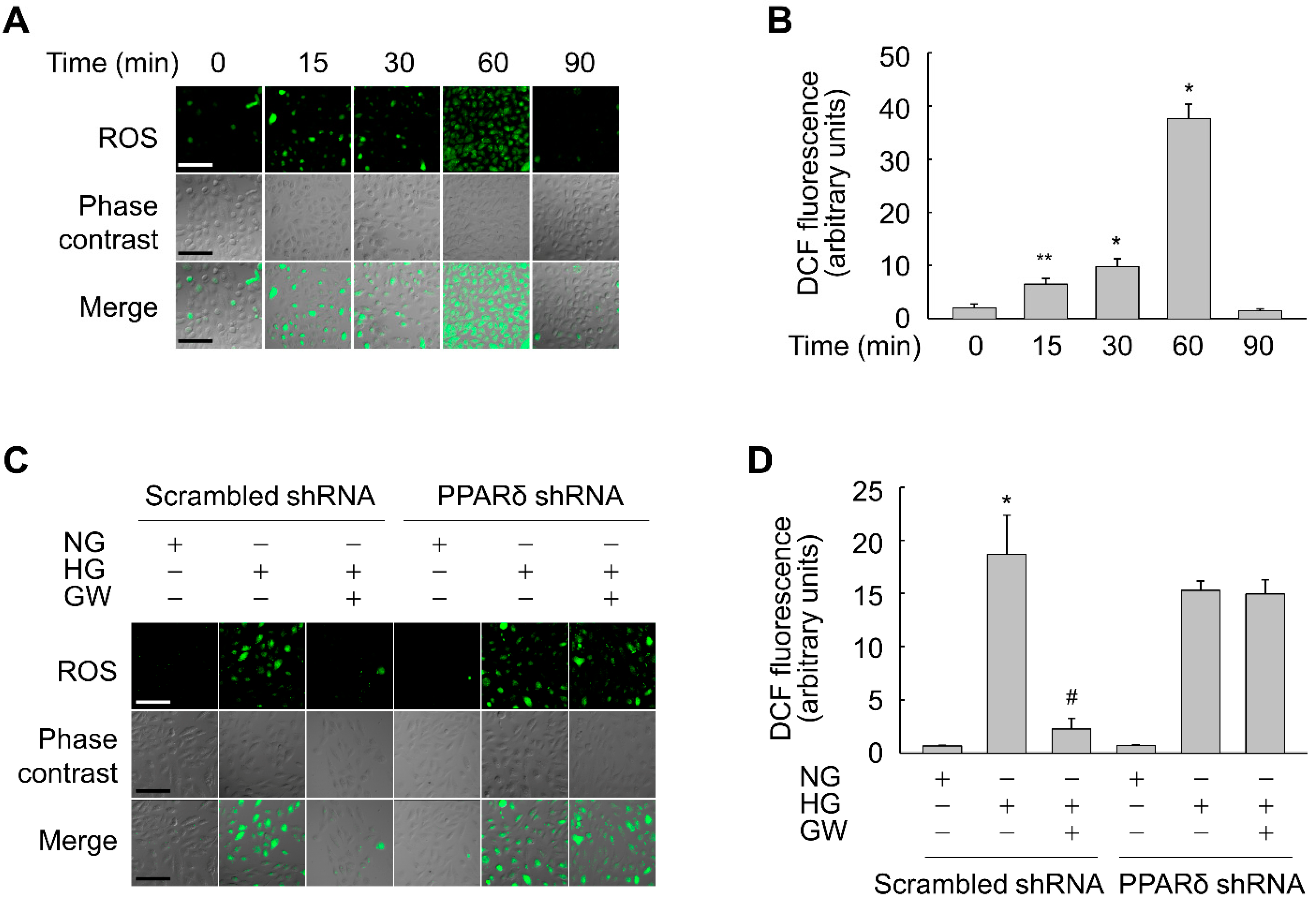 Antioxidants 11 01207 g006 Antioxidants 11 01207 g006