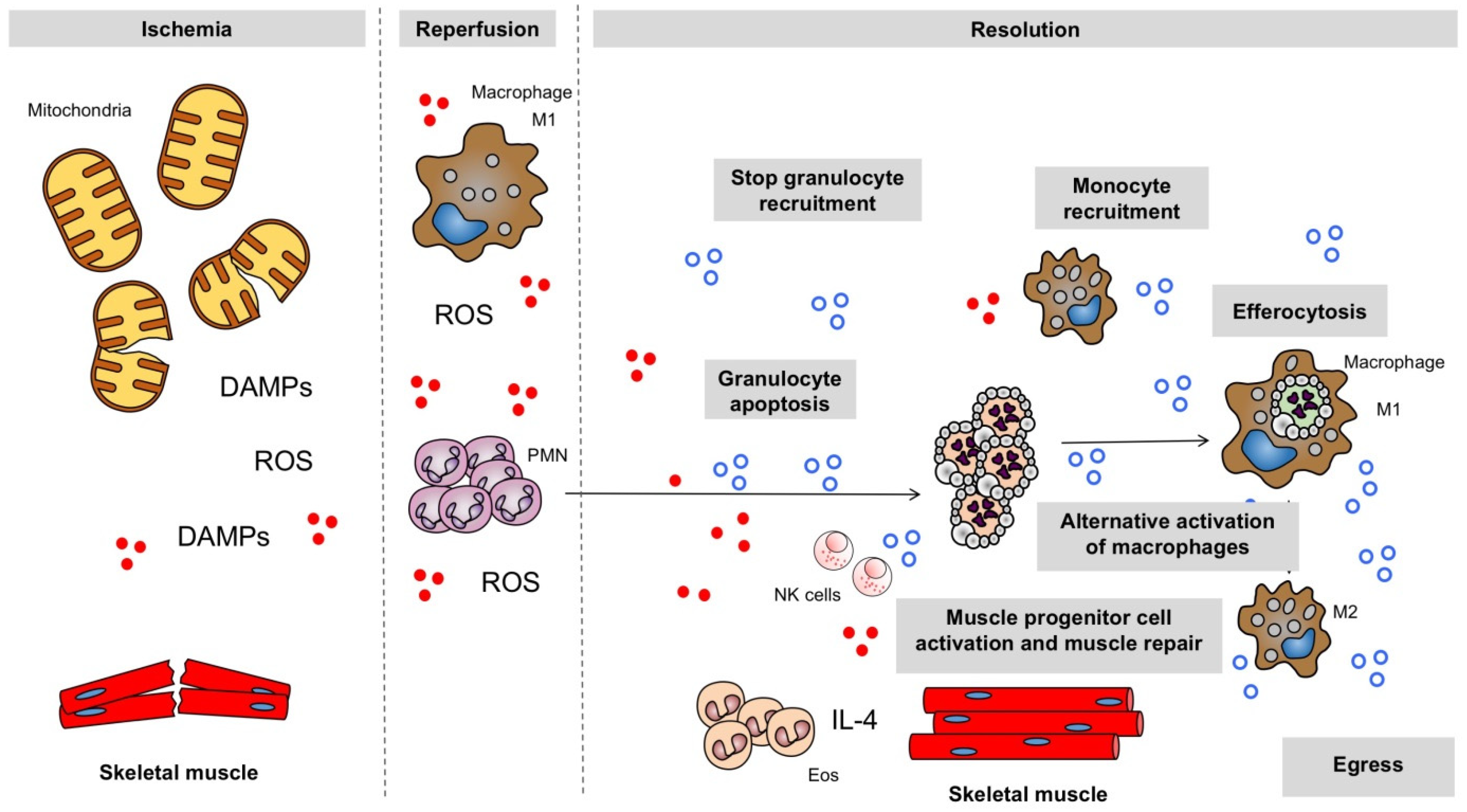 Antioxidants 11 01213 g001
